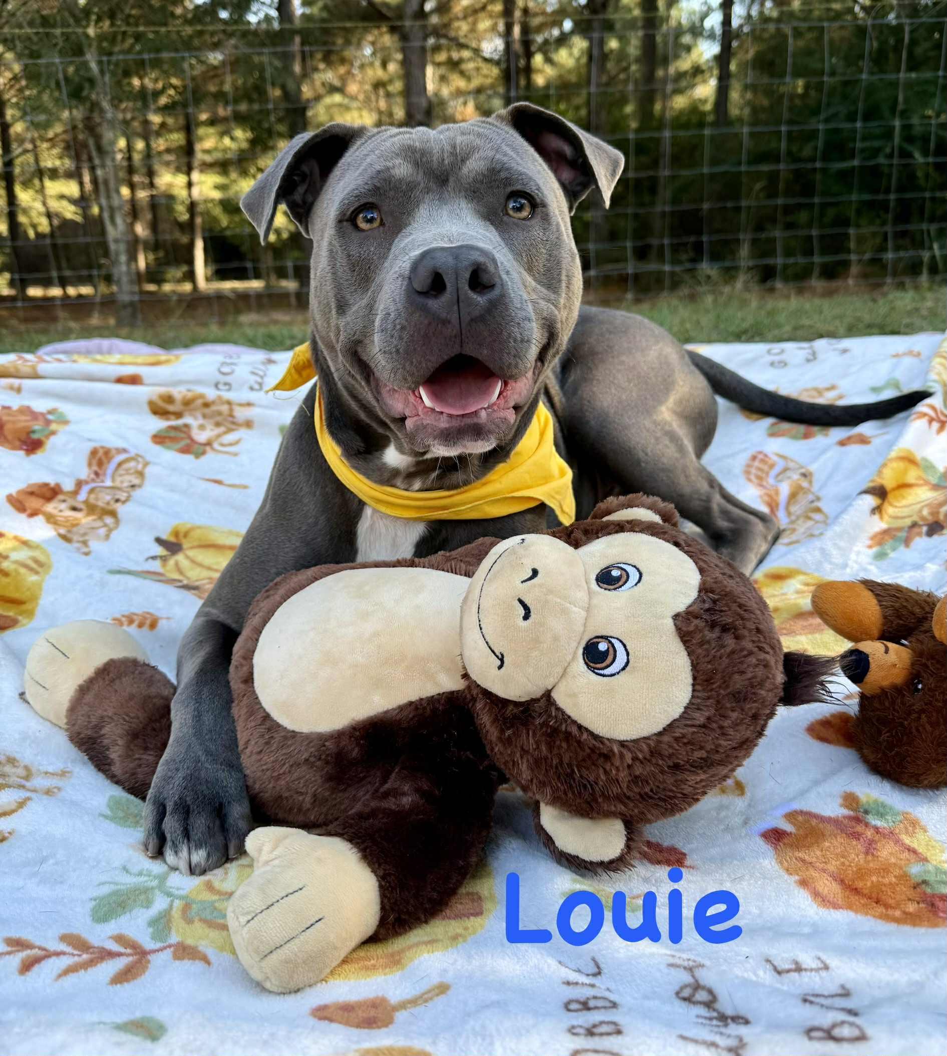 Enlarge Louie, a Adoptable mixed breed in Opp, AL image 2/2