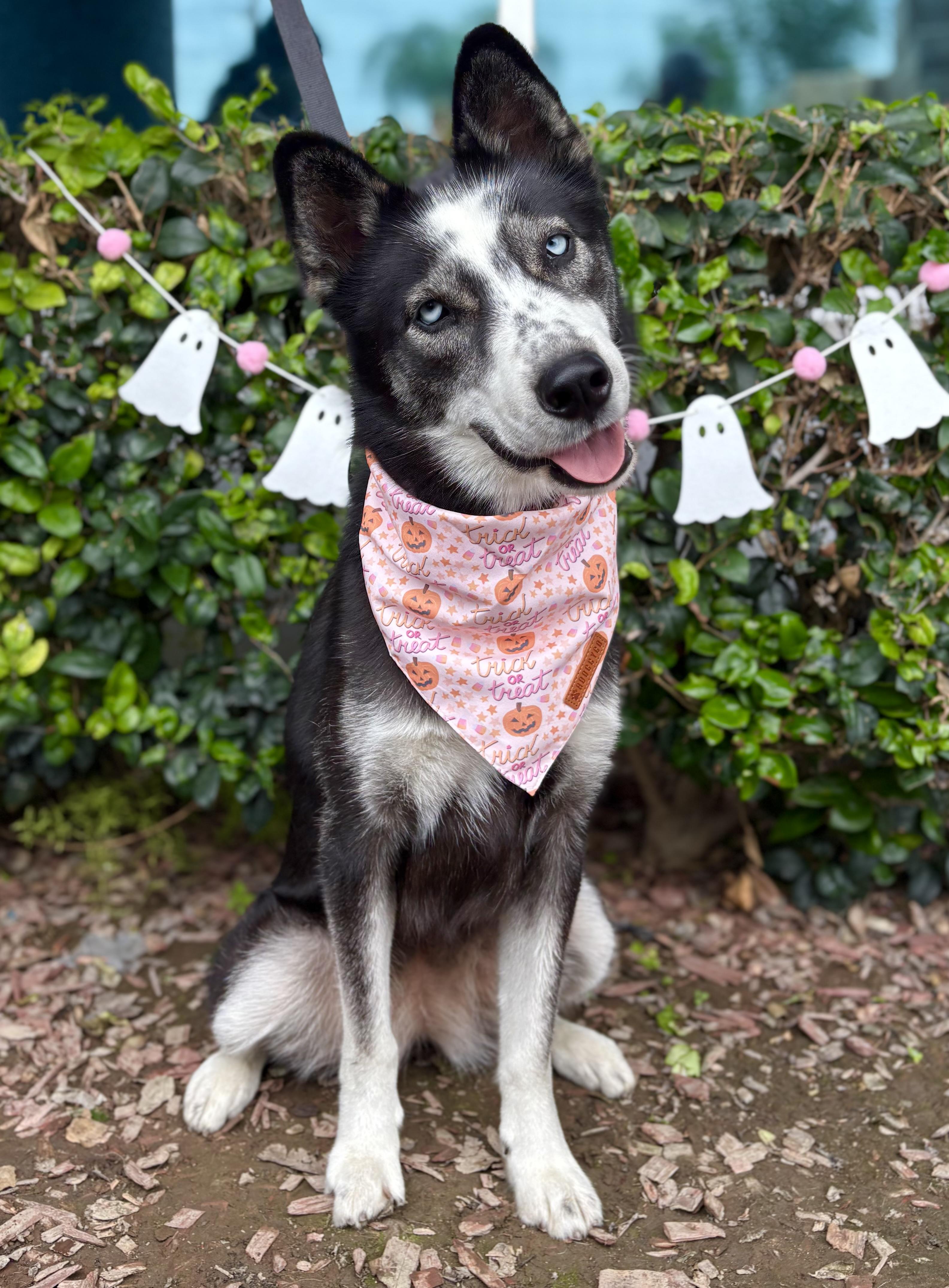 Jane, a Adoptable mixed breed in South El Monte, CA image 4/5