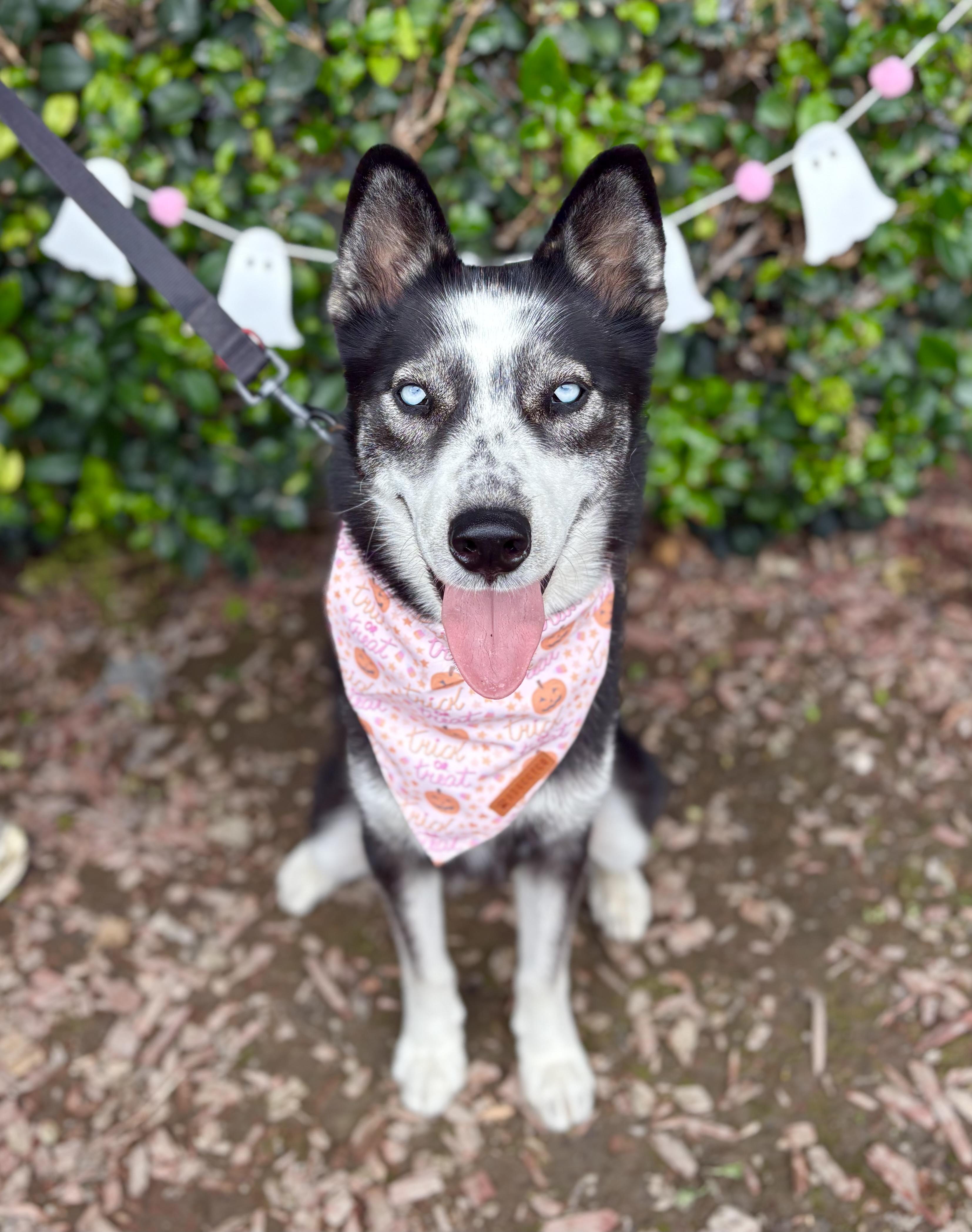Jane, a Adoptable mixed breed in South El Monte, CA image 1/5