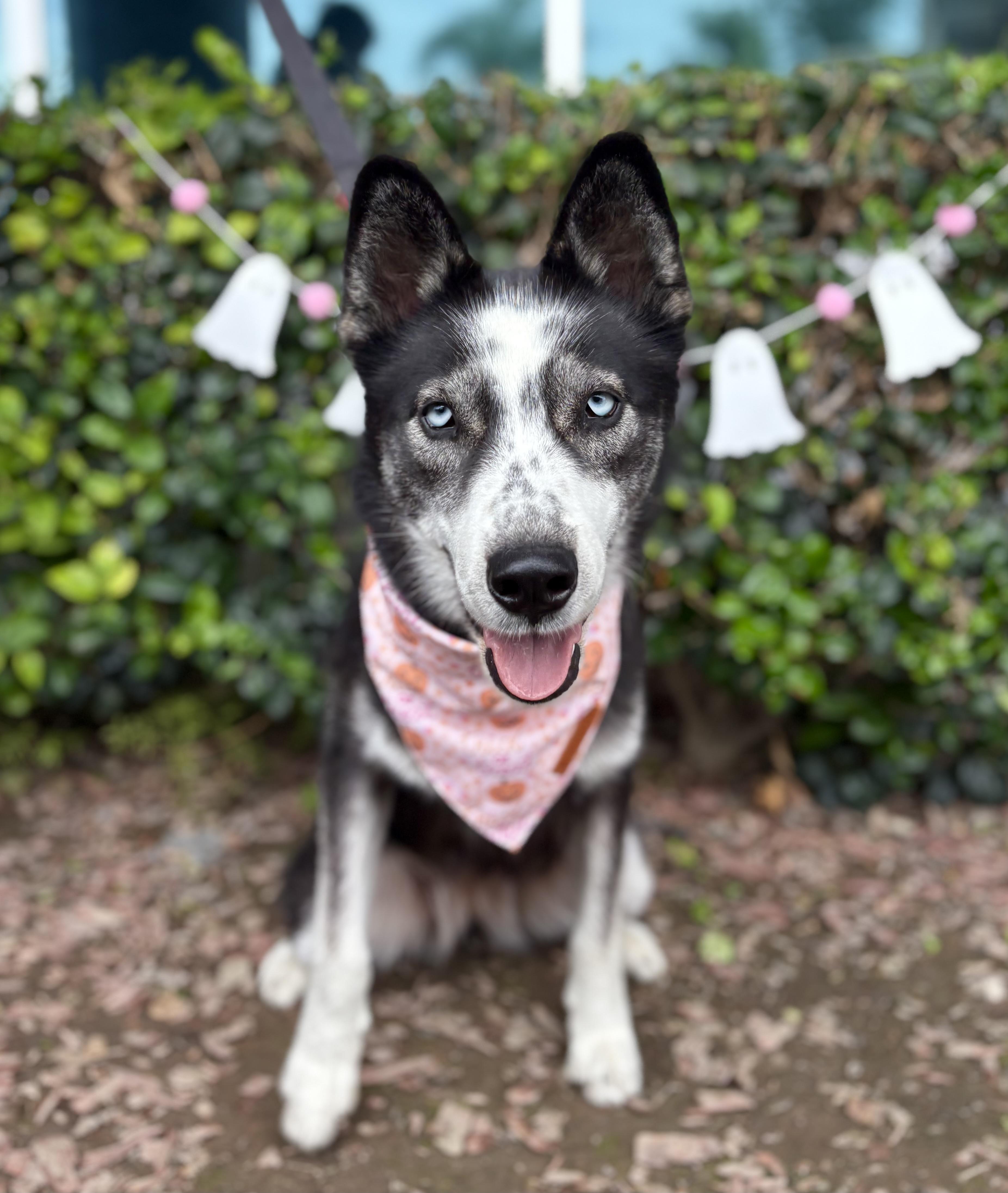 Jane, a Adoptable mixed breed in South El Monte, CA image 3/5