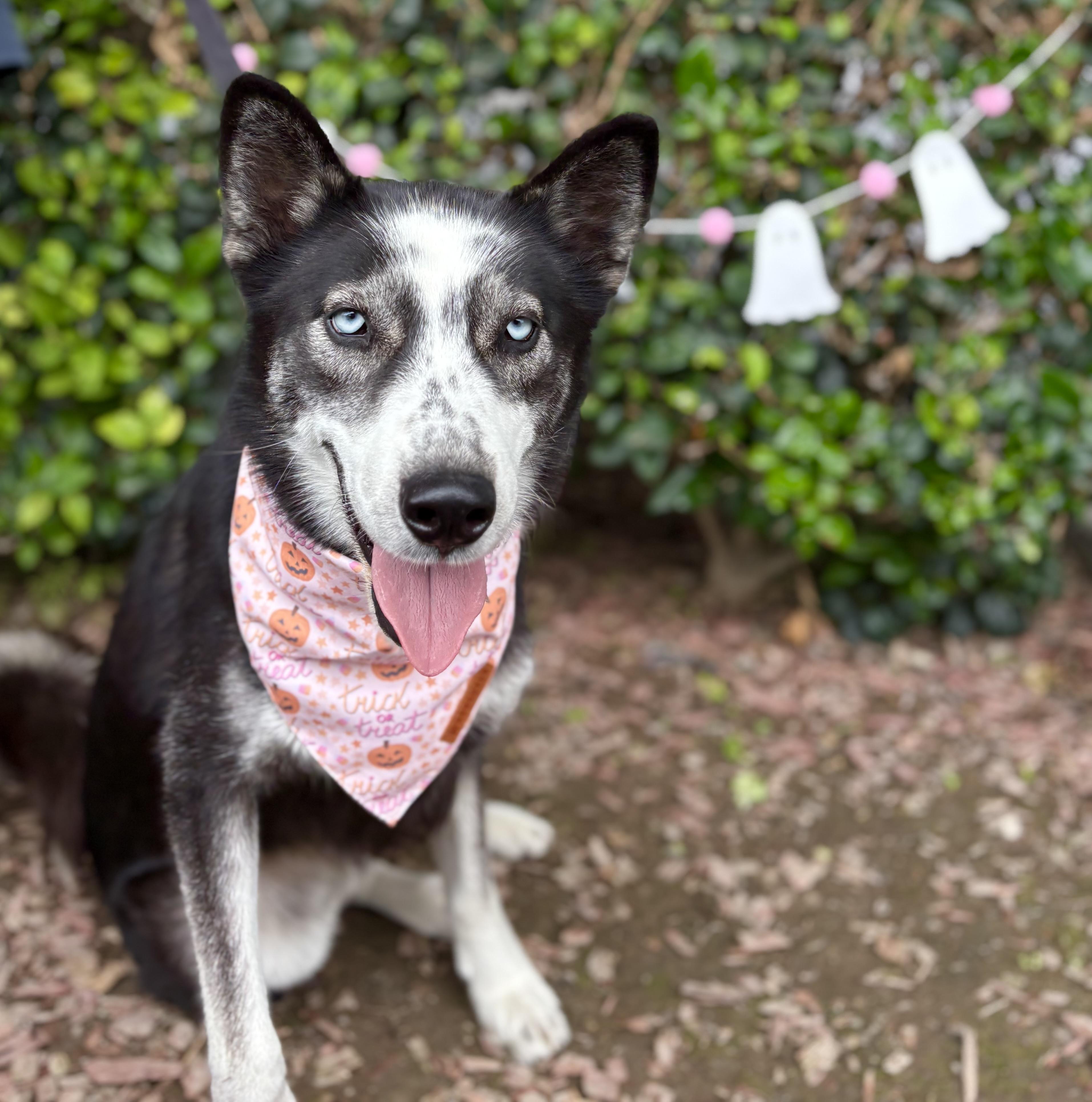Jane, a Adoptable mixed breed in South El Monte, CA image 5/5
