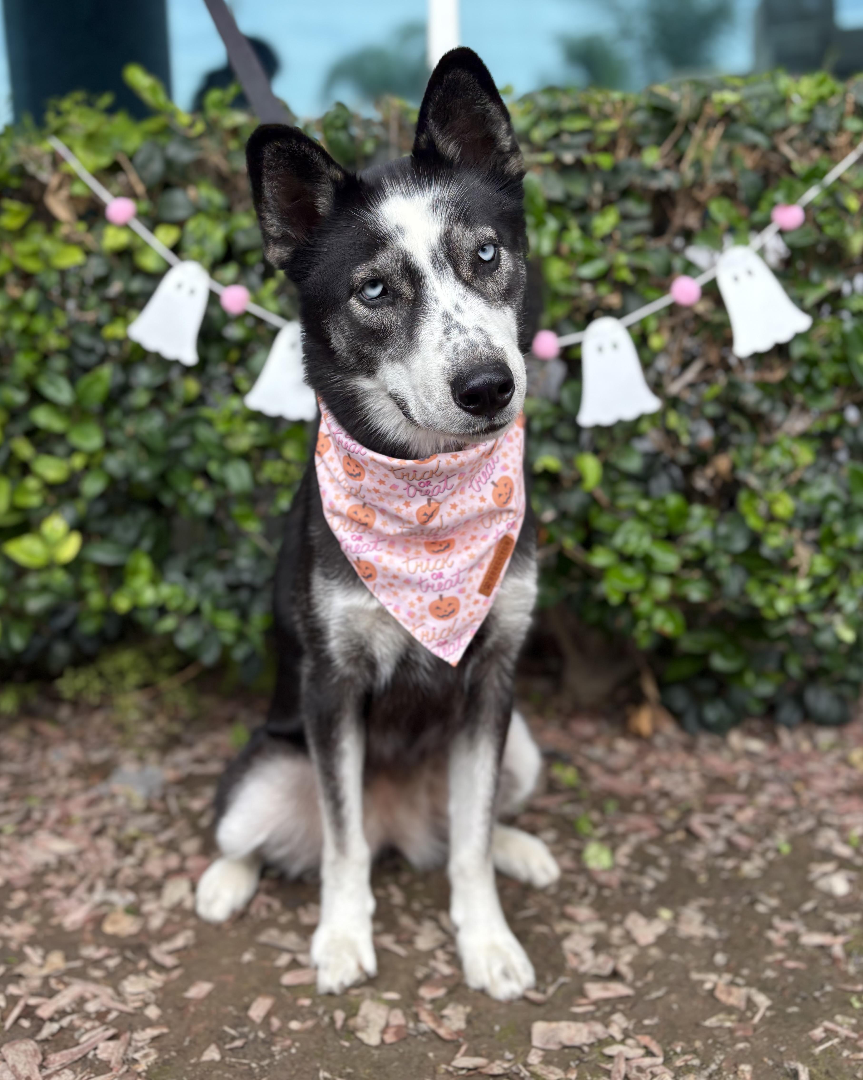 Jane, a Adoptable mixed breed in South El Monte, CA image 2/5