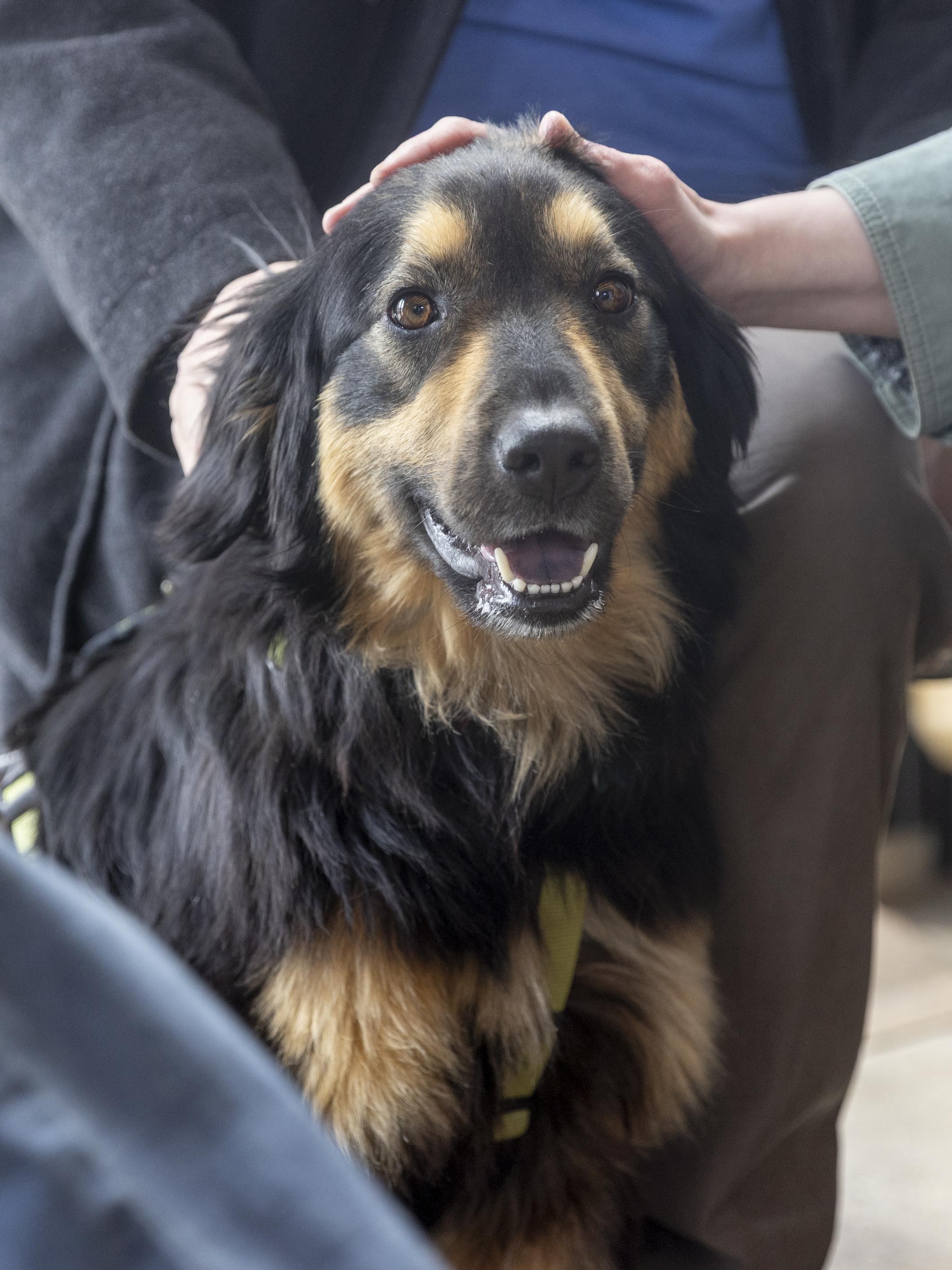 Enlarge Lacey, an adopted mixed breed in Minneapolis, MN image 2/6