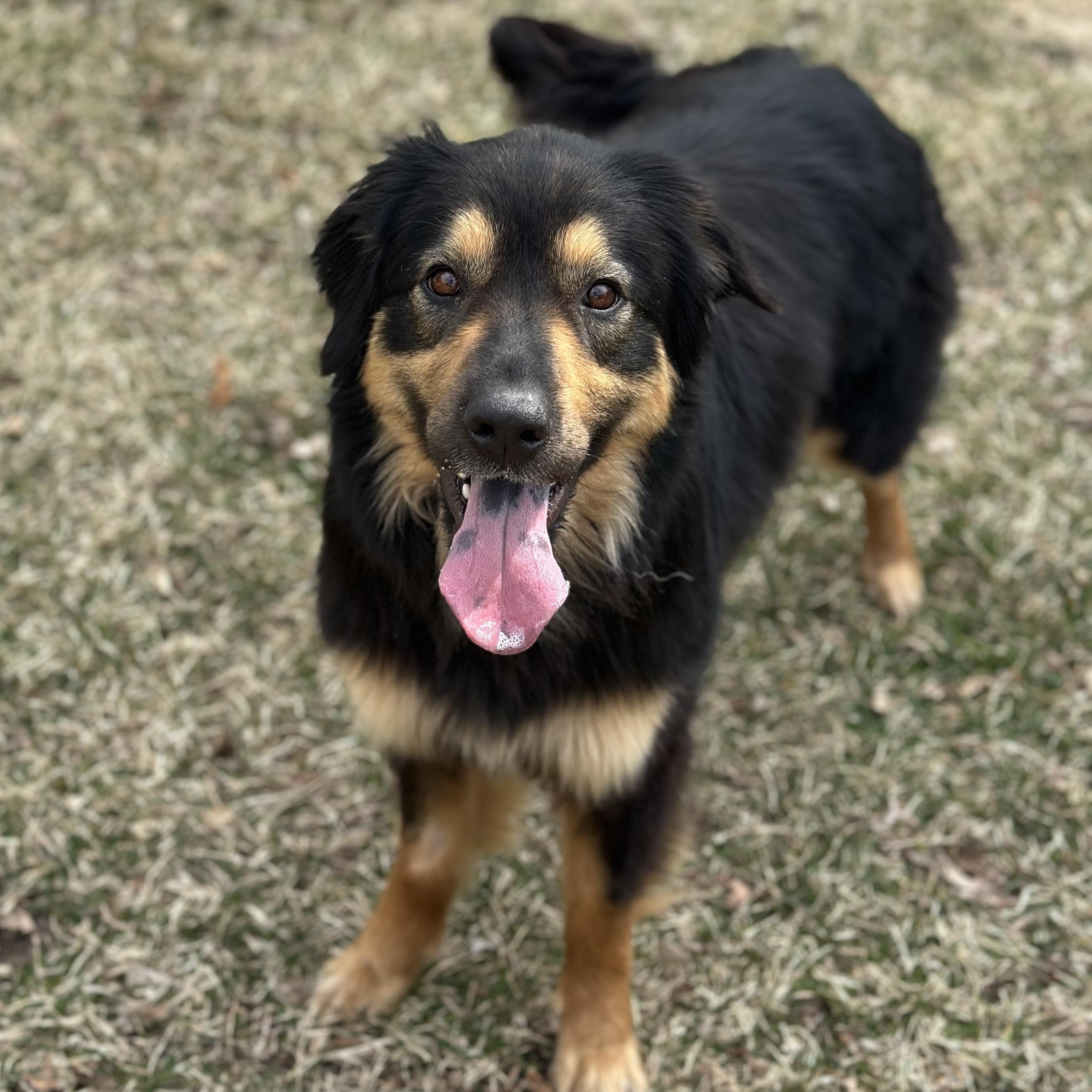 Lacey, adoptable, Young Female Collie & Retriever.