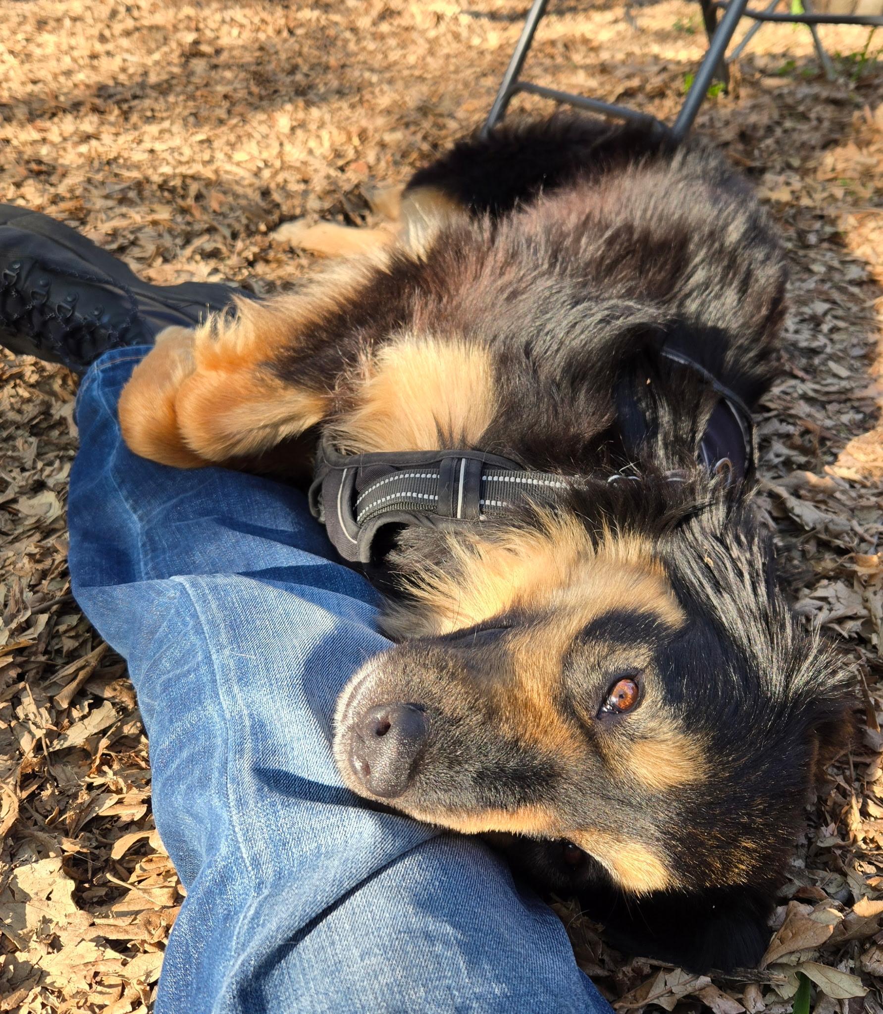 Enlarge Lacey, an adopted mixed breed in Minneapolis, MN image 4/6
