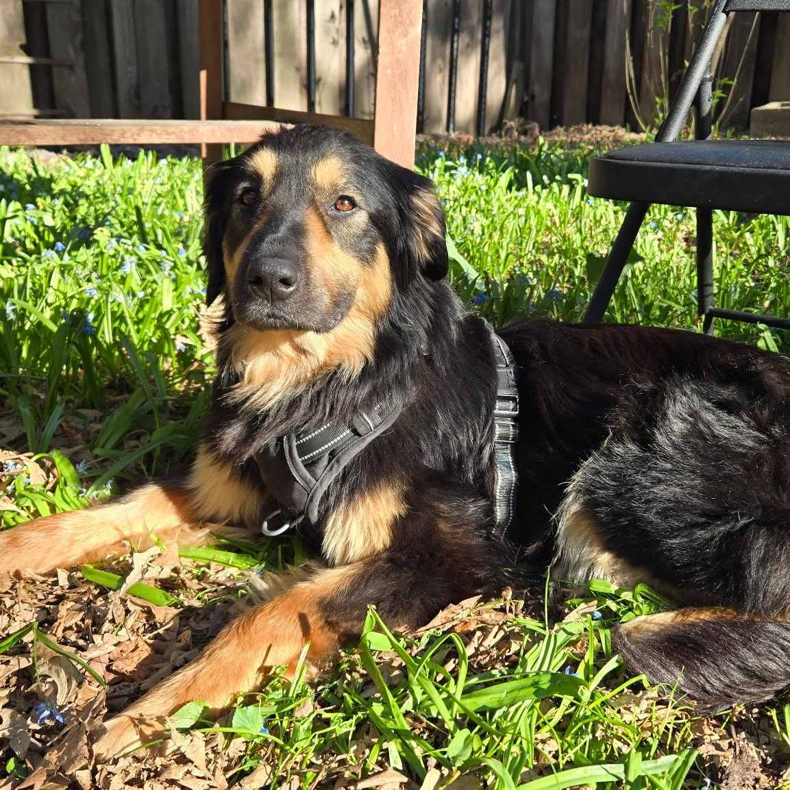 Enlarge Lacey, an adopted mixed breed in Minneapolis, MN image 5/6