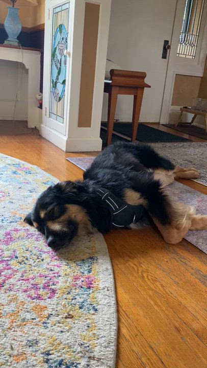 Enlarge Lacey, an adopted mixed breed in Minneapolis, MN video 6/6