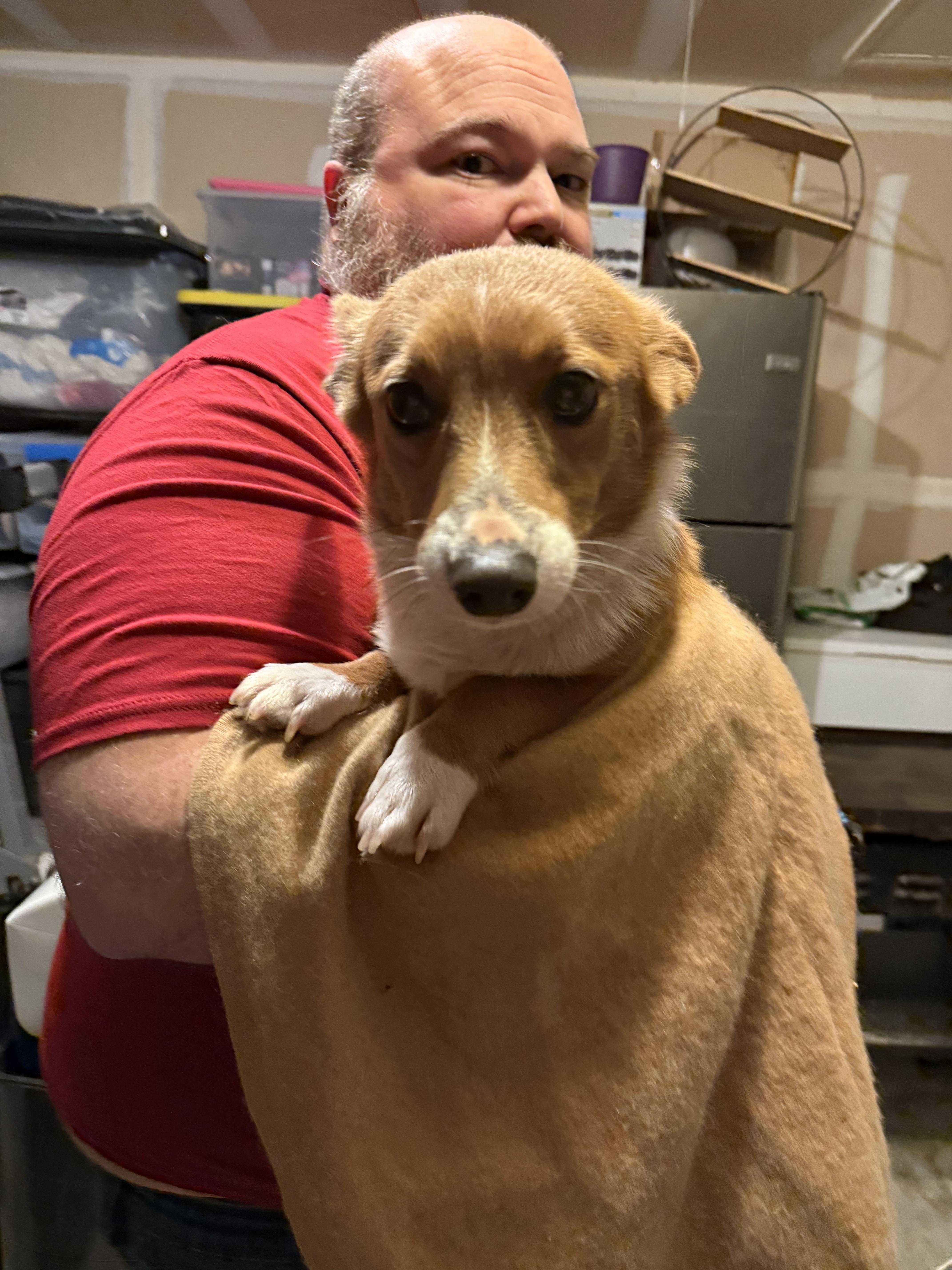 Kevin McAllister, Adoptable, Young Male Pembroke Welsh Corgi.