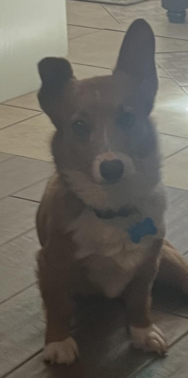 Kevin McAllister, Adoptable, Young Male Pembroke Welsh Corgi.