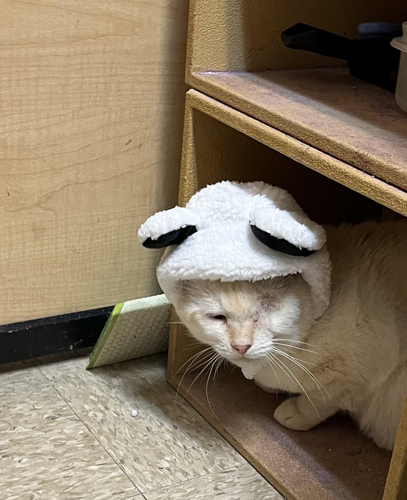 Jim, Adoptable, Adult Male British Shorthair.