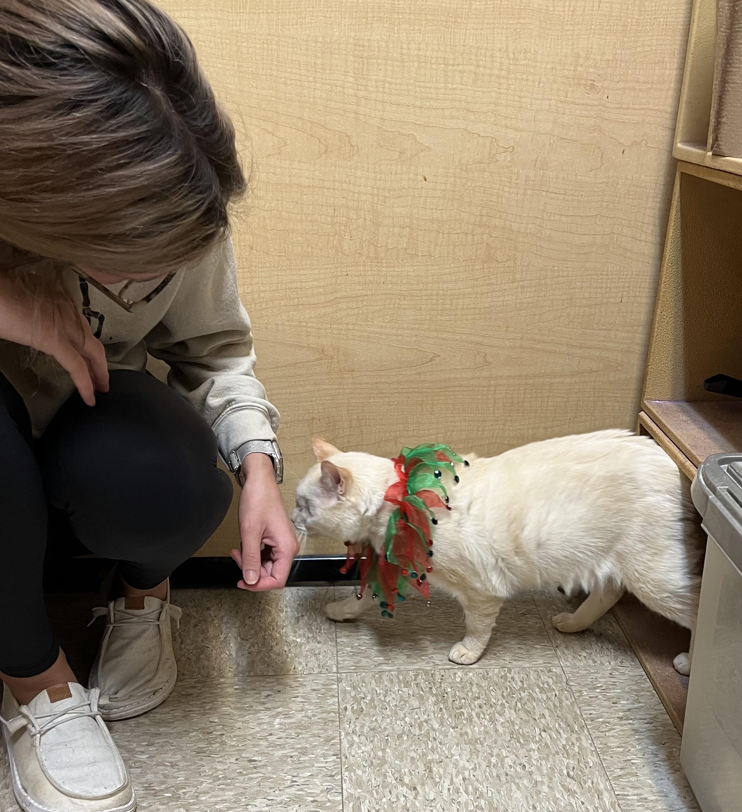 Jim, a Adoptable British Shorthair in Charlotte, NC image 2/4
