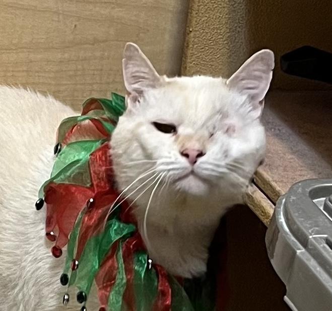 Jim, a Adoptable British Shorthair in Charlotte, NC image 3/4