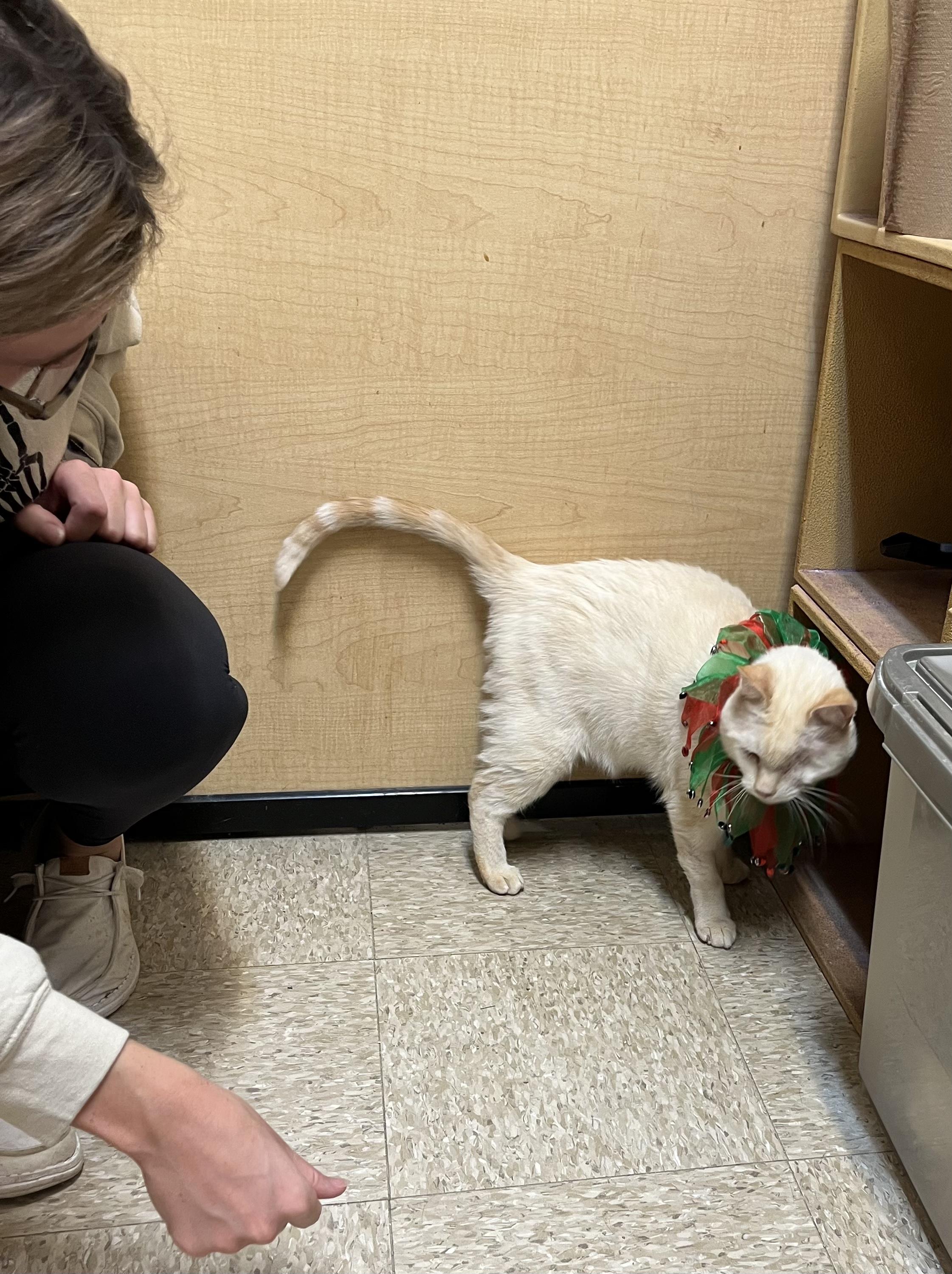 Jim, a Adoptable British Shorthair in Charlotte, NC image 4/4