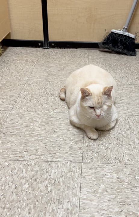 Enlarge Jimbo, an adoptable British Shorthair in Charlotte, NC video 4/4