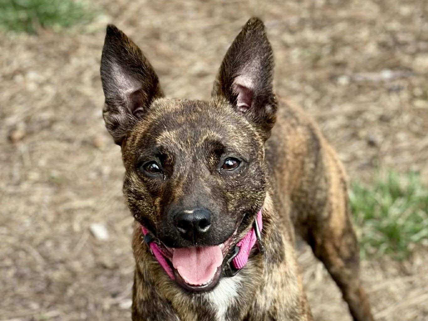 Mimi, Adoptable, Young Female Chihuahua & Feist.