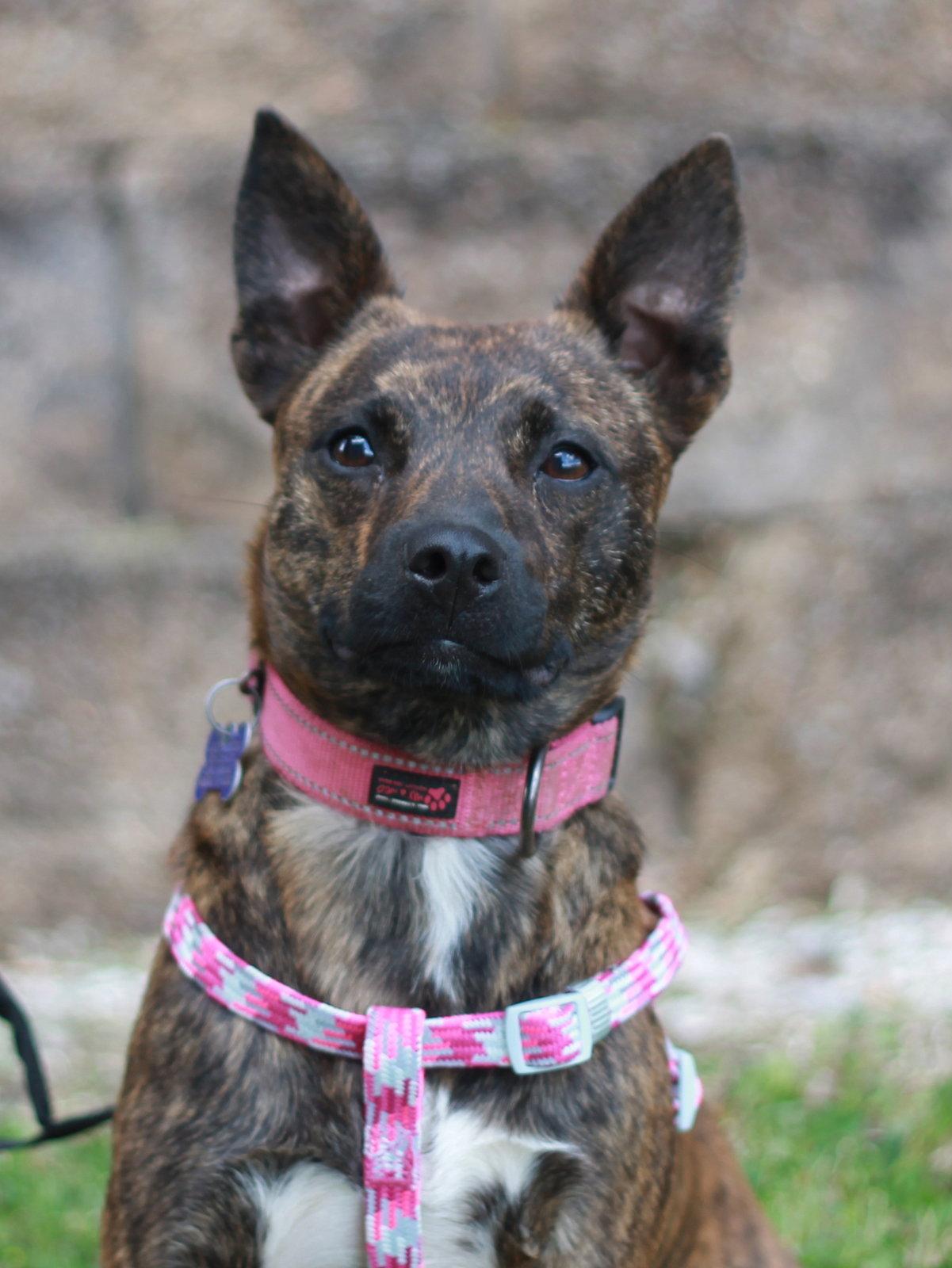 Mimi - MEET ME @ PETCO 5/2!, Adoptable, Young Female Chihuahua & Feist.