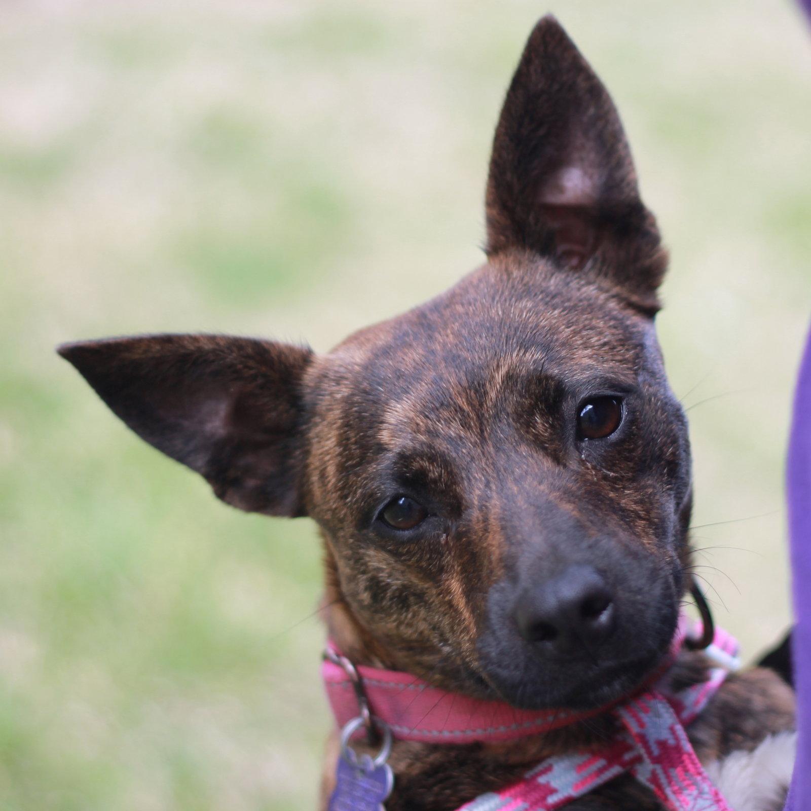 Enlarge Mimi - MEET ME @ PETCO 5/2!, a Adoptable mixed breed in Cookeville, TN image 2/3