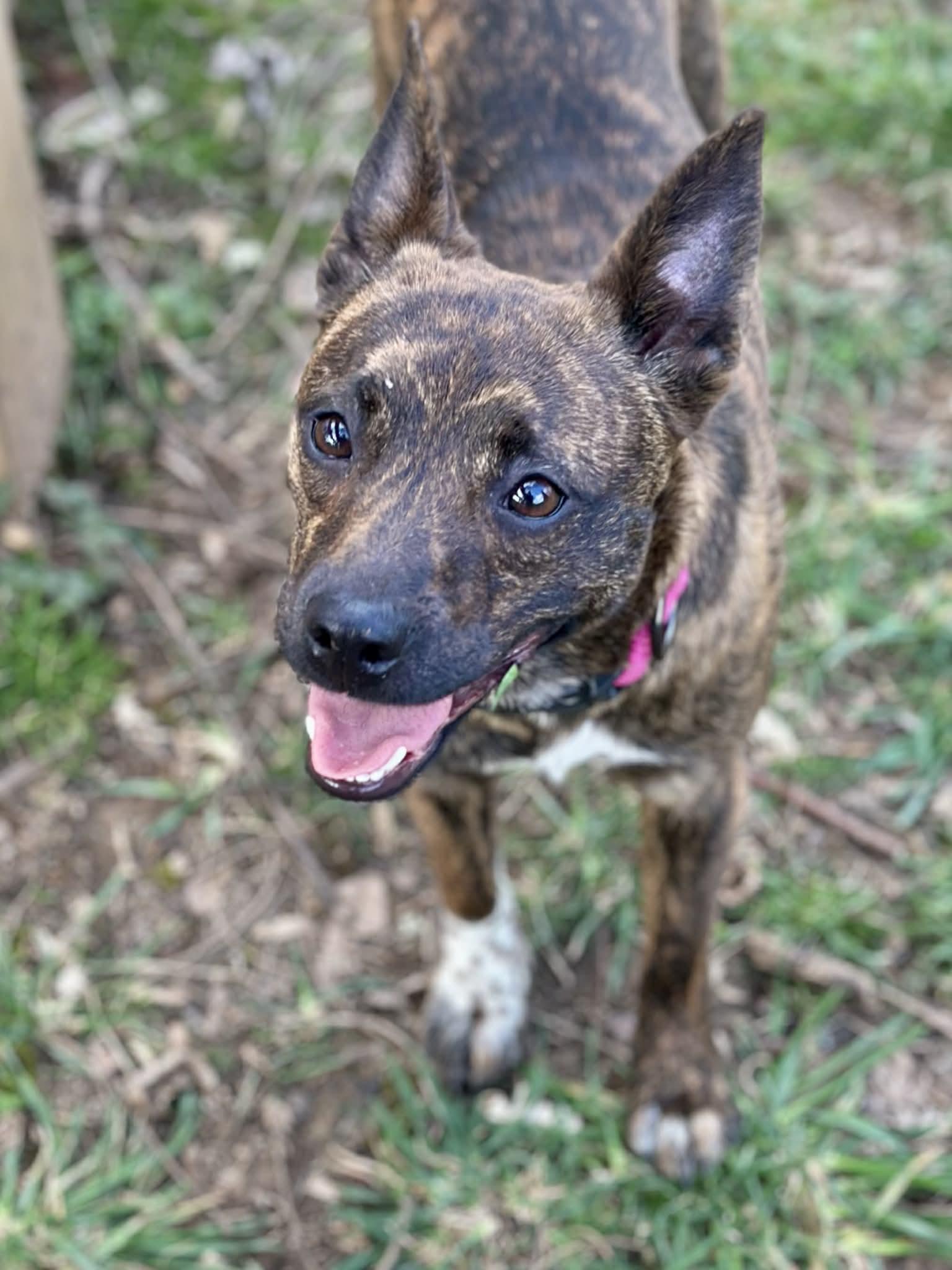 Enlarge Mimi, a Adoptable mixed breed in Cookeville, TN image 2/3