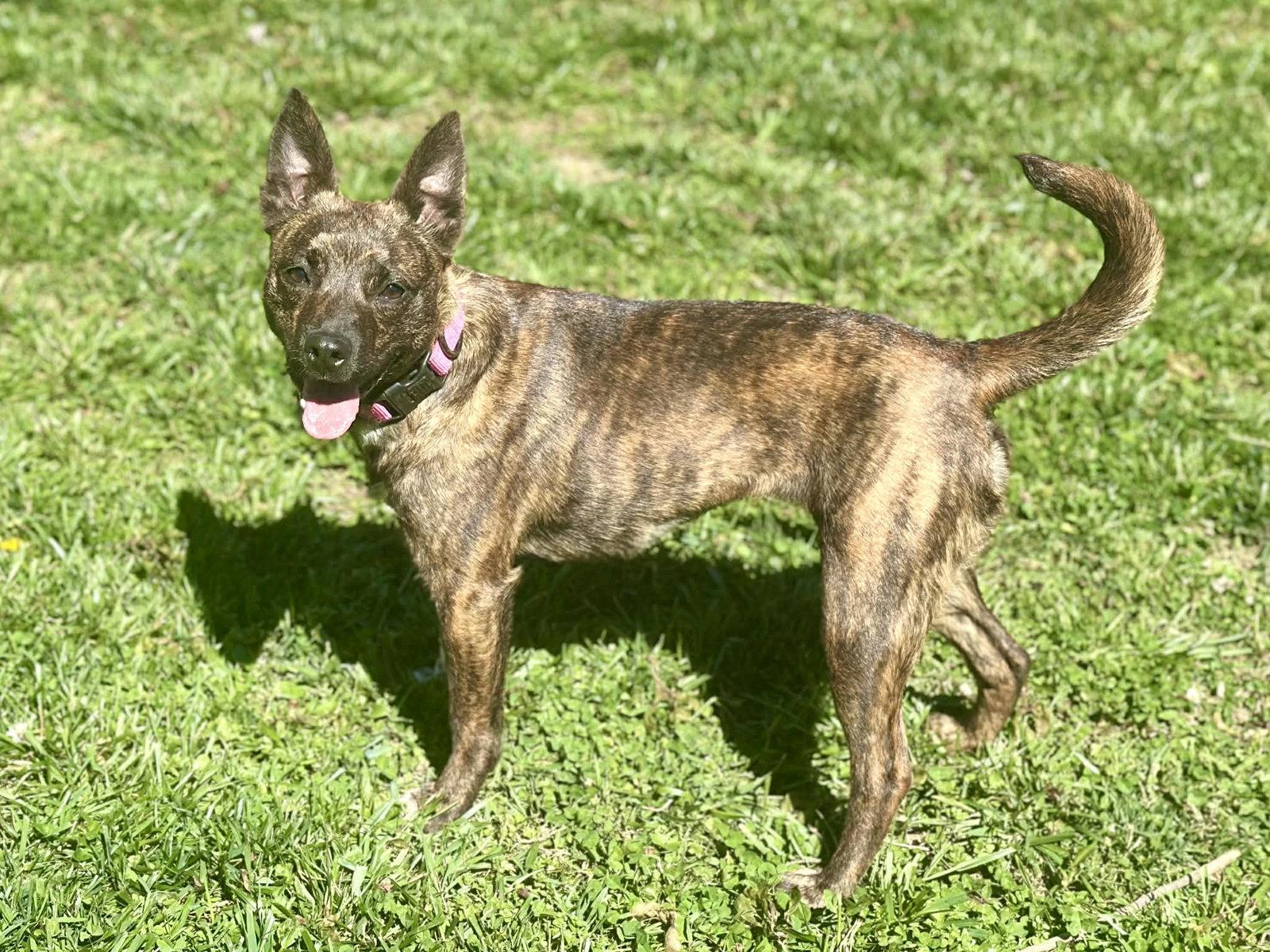 Enlarge Mimi - MEET ME @ PETCO 4/4/26!, a Adoptable mixed breed in Cookeville, TN image 3/3