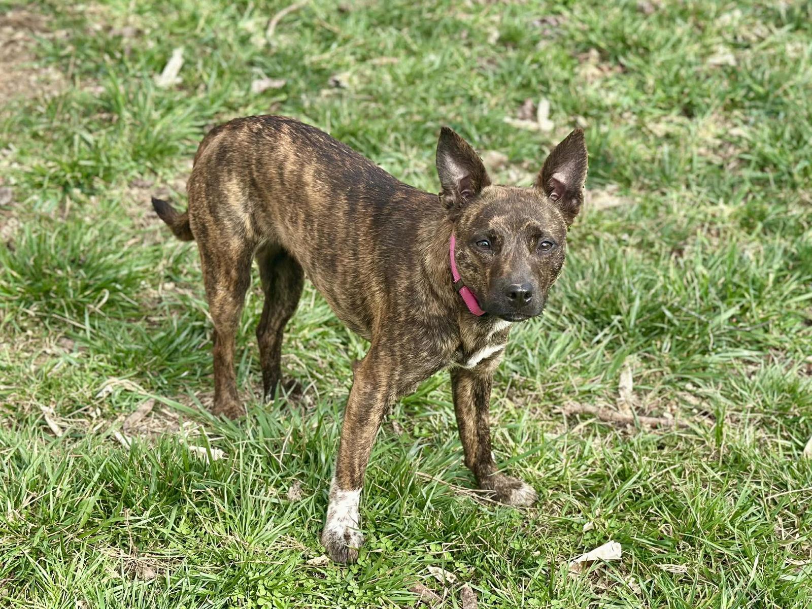 Enlarge Mimi, a Adoptable mixed breed in Cookeville, TN image 3/3