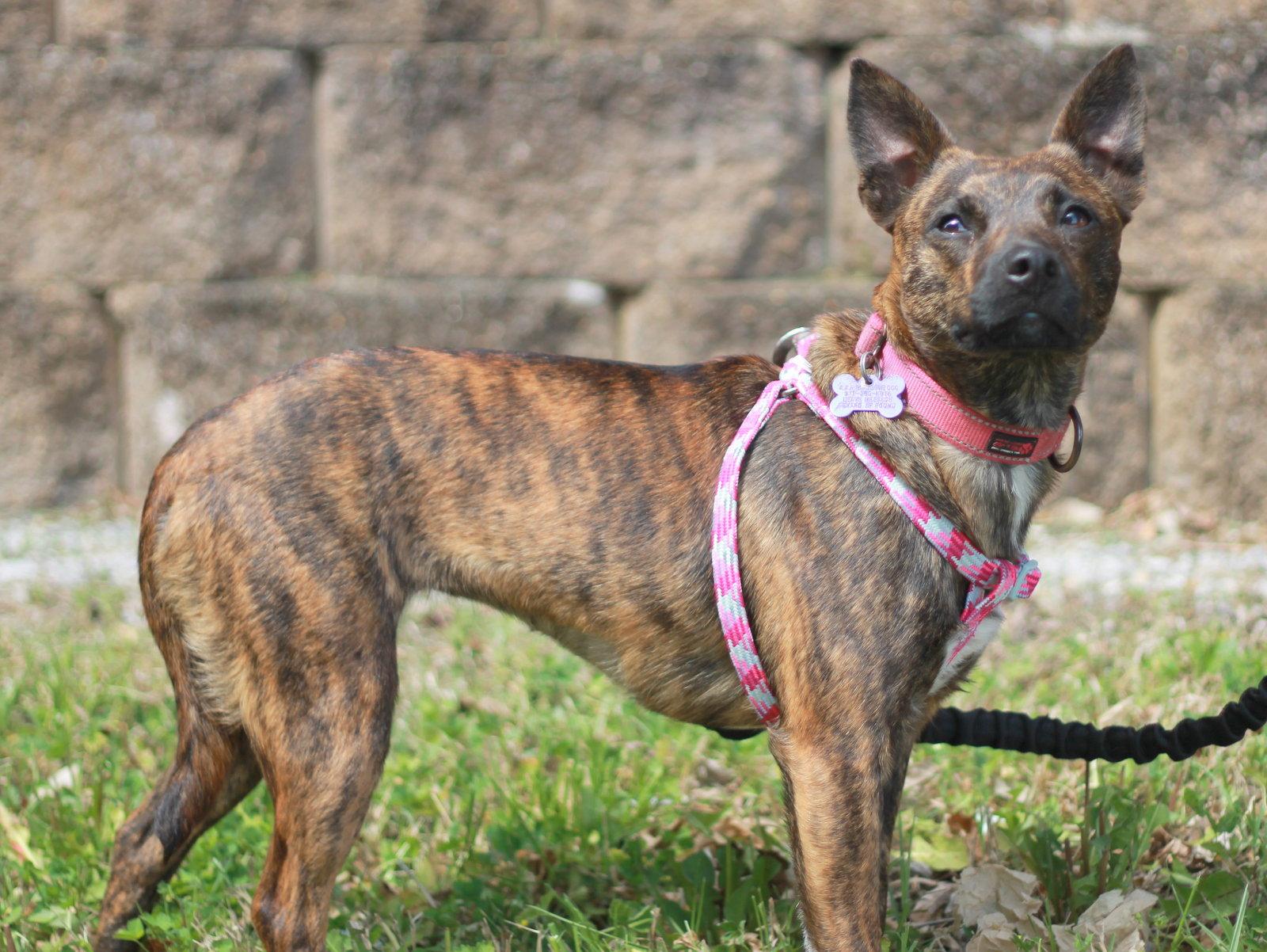 Enlarge Mimi - MEET ME @ PETCO 5/2!, a Adoptable mixed breed in Cookeville, TN image 3/3