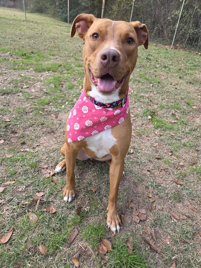 Enlarge Tina, a Adoptable mixed breed in South Amboy, NJ image 1/6