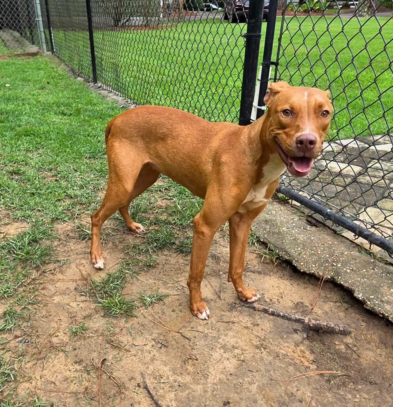 Enlarge Tina, a Adoptable mixed breed in South Amboy, NJ image 5/6