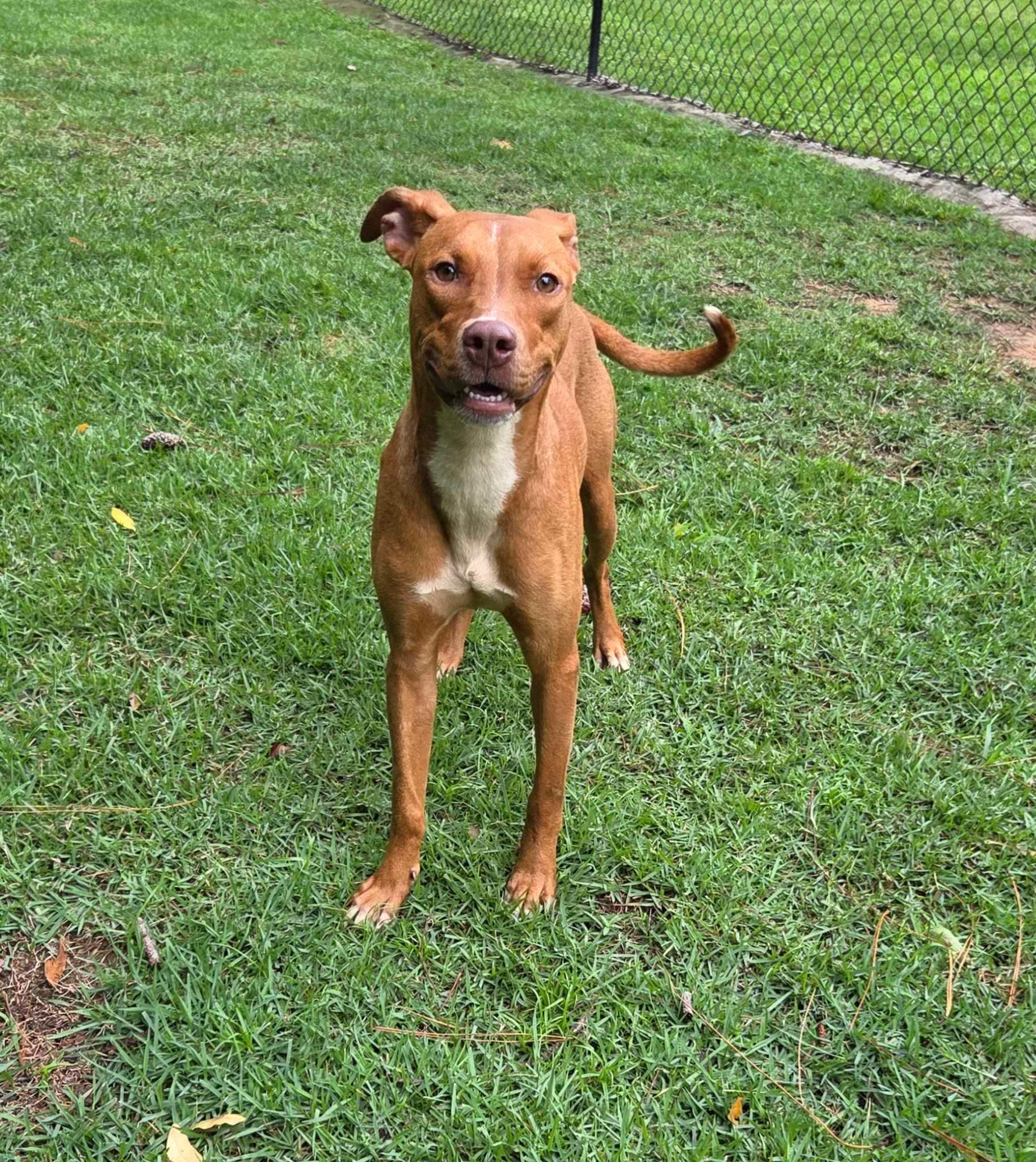 Enlarge Tina, a Adoptable mixed breed in South Amboy, NJ image 6/6