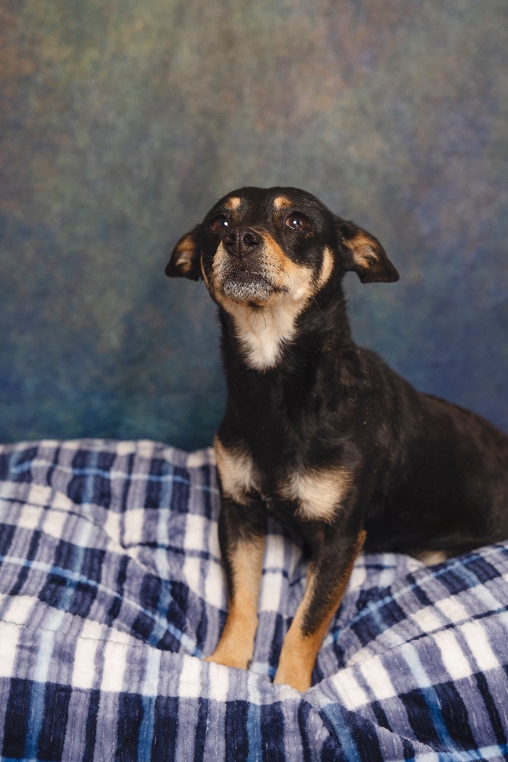 Enlarge Maxine, a Adoptable Miniature Pinscher in Lubbock, TX image 2/5