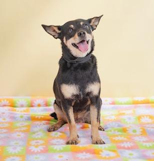 Enlarge Maxine, a Adoptable Miniature Pinscher in Lubbock, TX image 1/5
