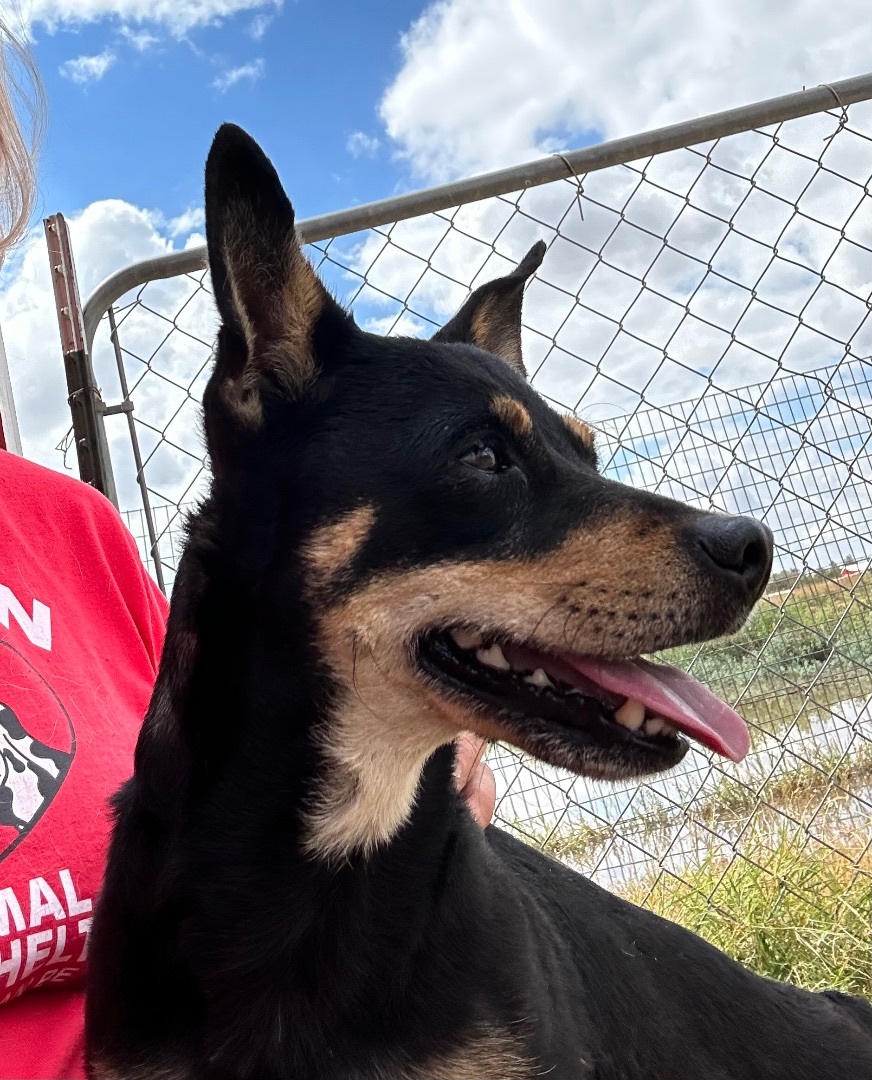 Enlarge Maxine, a Adoptable Miniature Pinscher in Lubbock, TX image 4/5