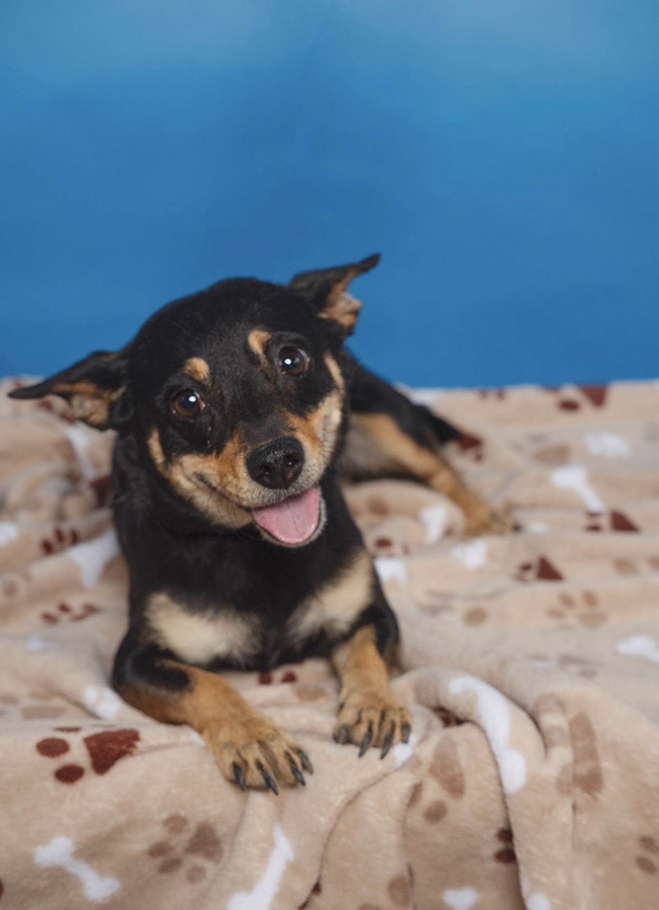 Enlarge Maxine, a Adoptable Miniature Pinscher in Lubbock, TX image 5/5