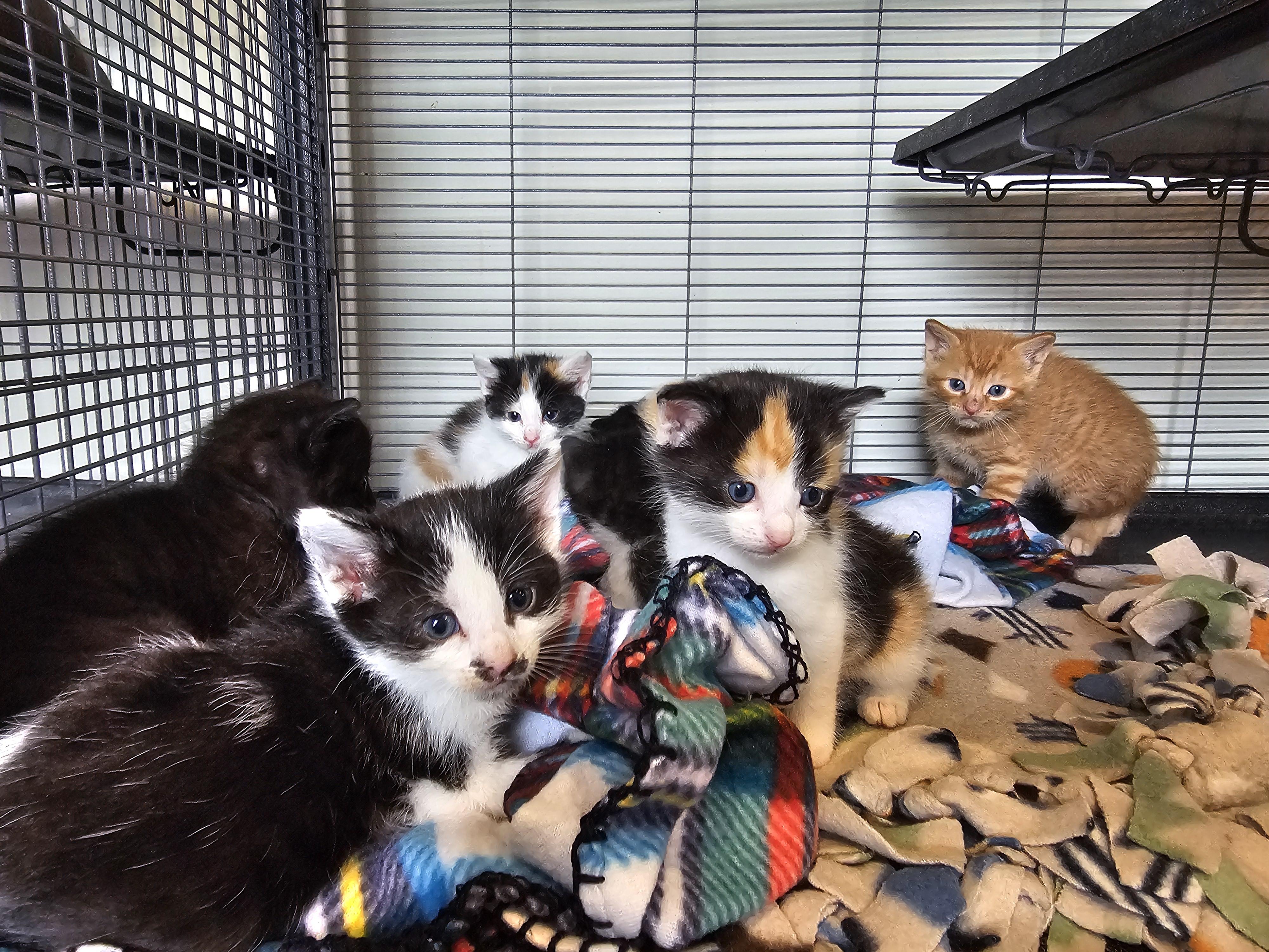 Crawford Kittens, ADOPTABLE, Kitten Female Domestic Short Hair.