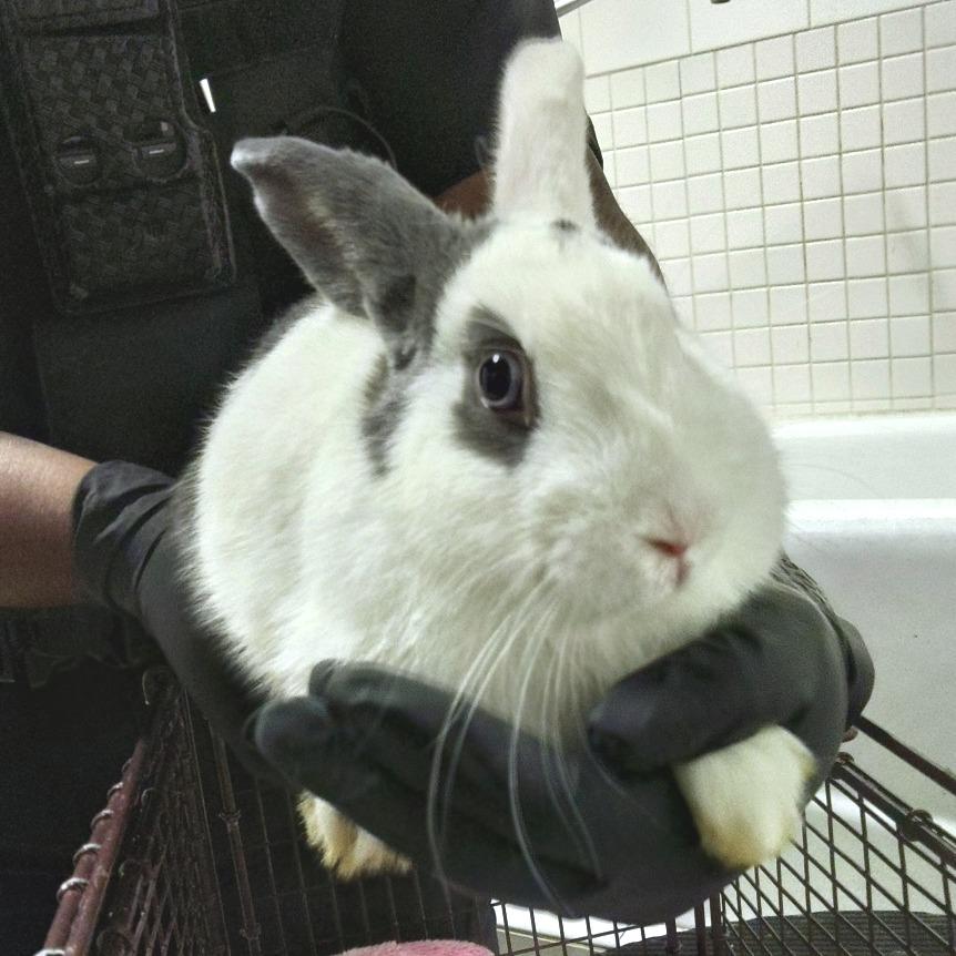 Enlarge IVHS-Stray-144461, a Adoptable American in San Gabriel, CA image 1/1