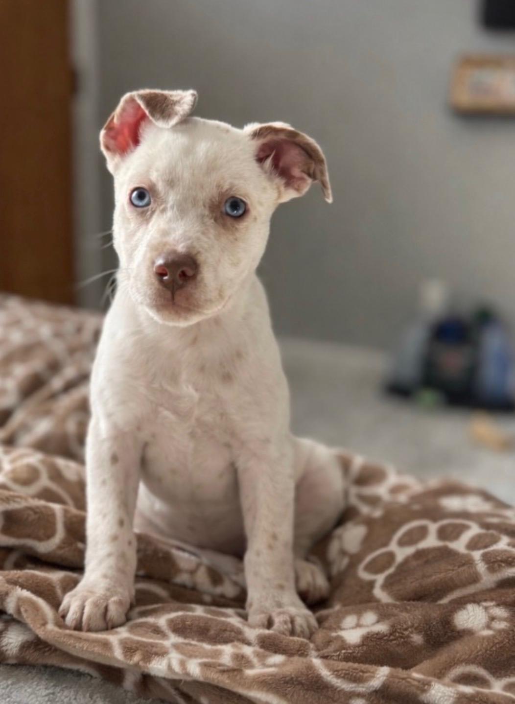 Enlarge Relay, a ADOPTABLE mixed breed in Evergreen, CO image 1/2