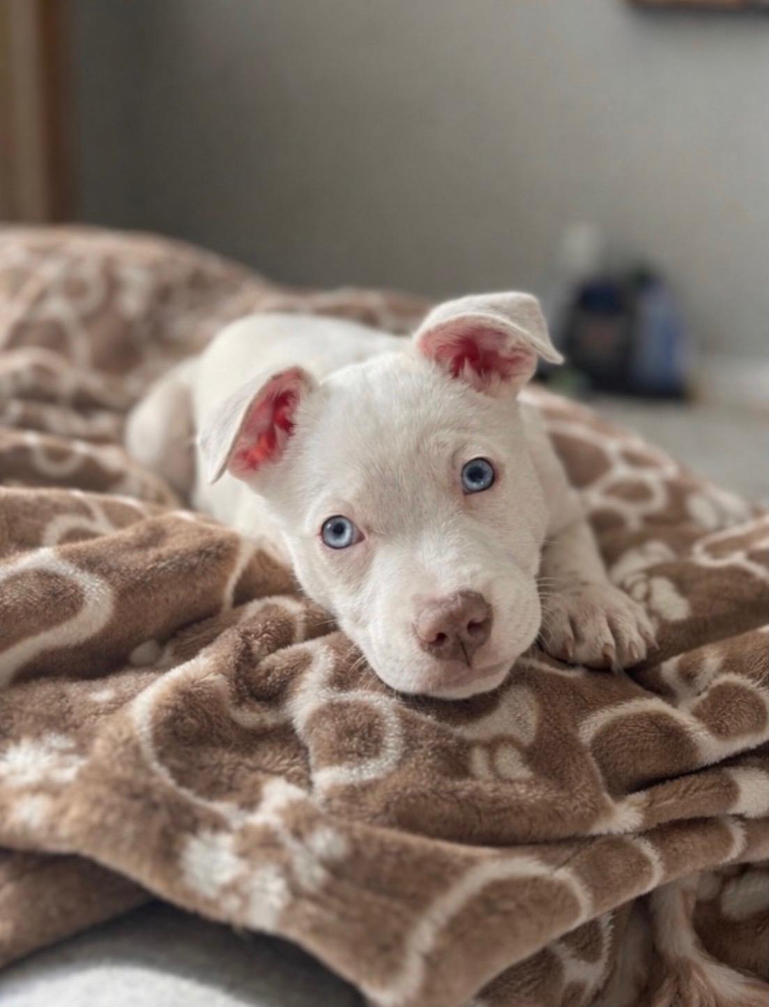 Enlarge Relay, a ADOPTABLE mixed breed in Evergreen, CO image 2/2