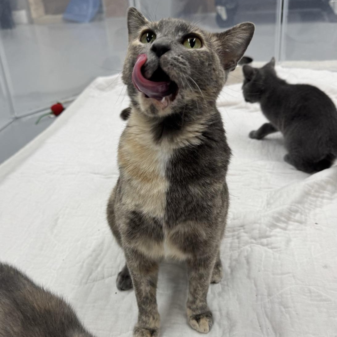 Enlarge Maize, a Adoptable Domestic Short Hair in Morris, MN image 4/4