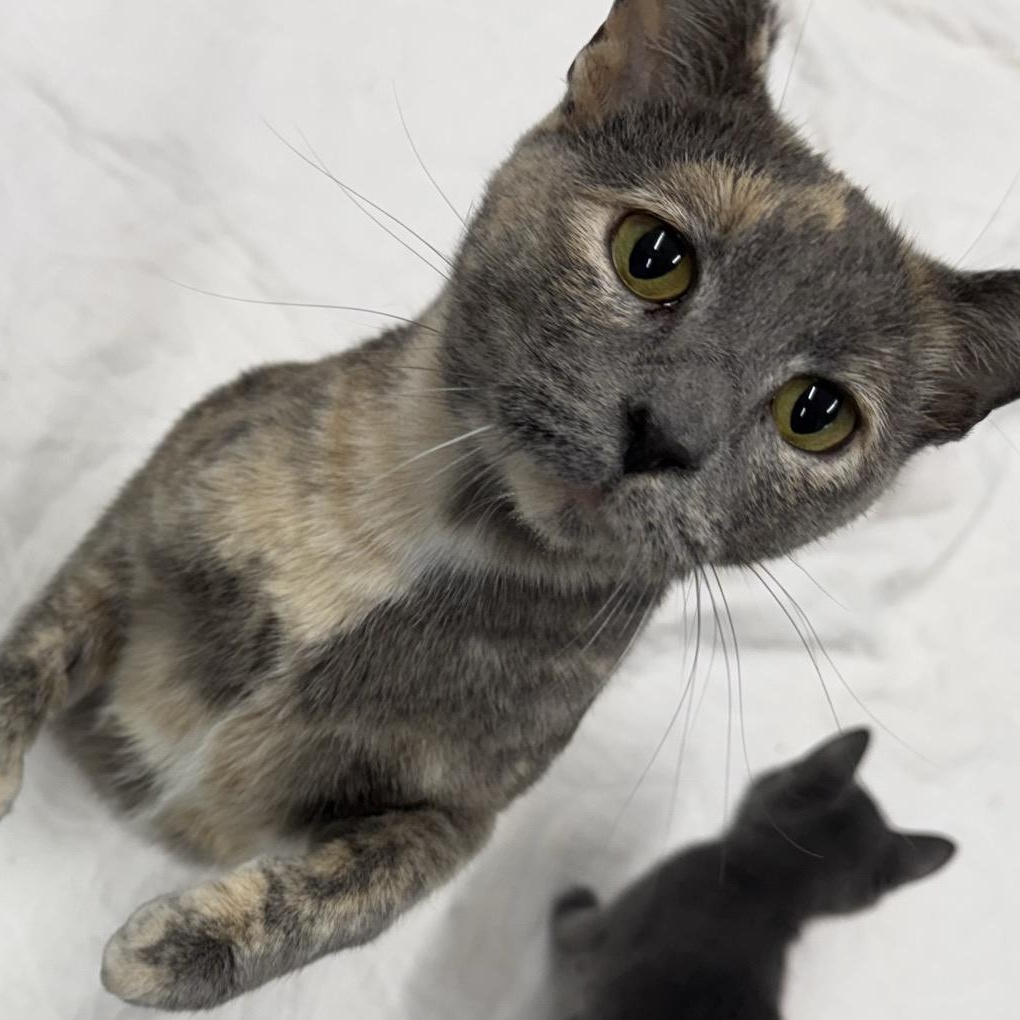 Enlarge Maize, a Adoptable Domestic Short Hair in Morris, MN image 1/4