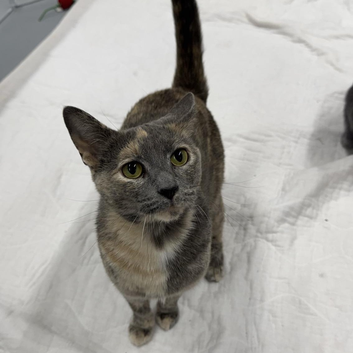 Enlarge Maize, a Adoptable Domestic Short Hair in Morris, MN image 2/4