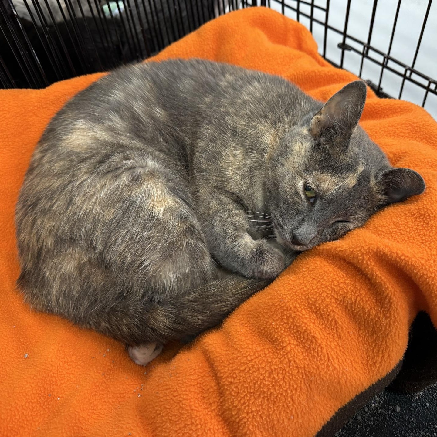 Maize, Adoptable, Adult Female Domestic Short Hair.