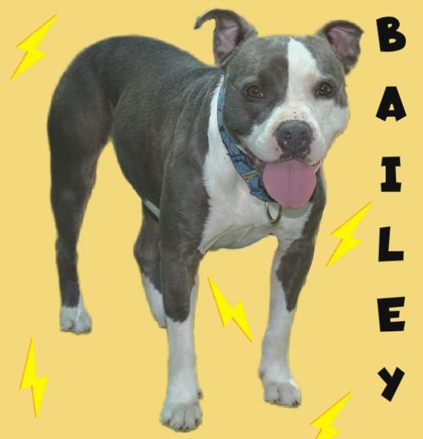 BAILEY, Adoptable, Adult Female Staffordshire Bull Terrier & Mixed Breed.