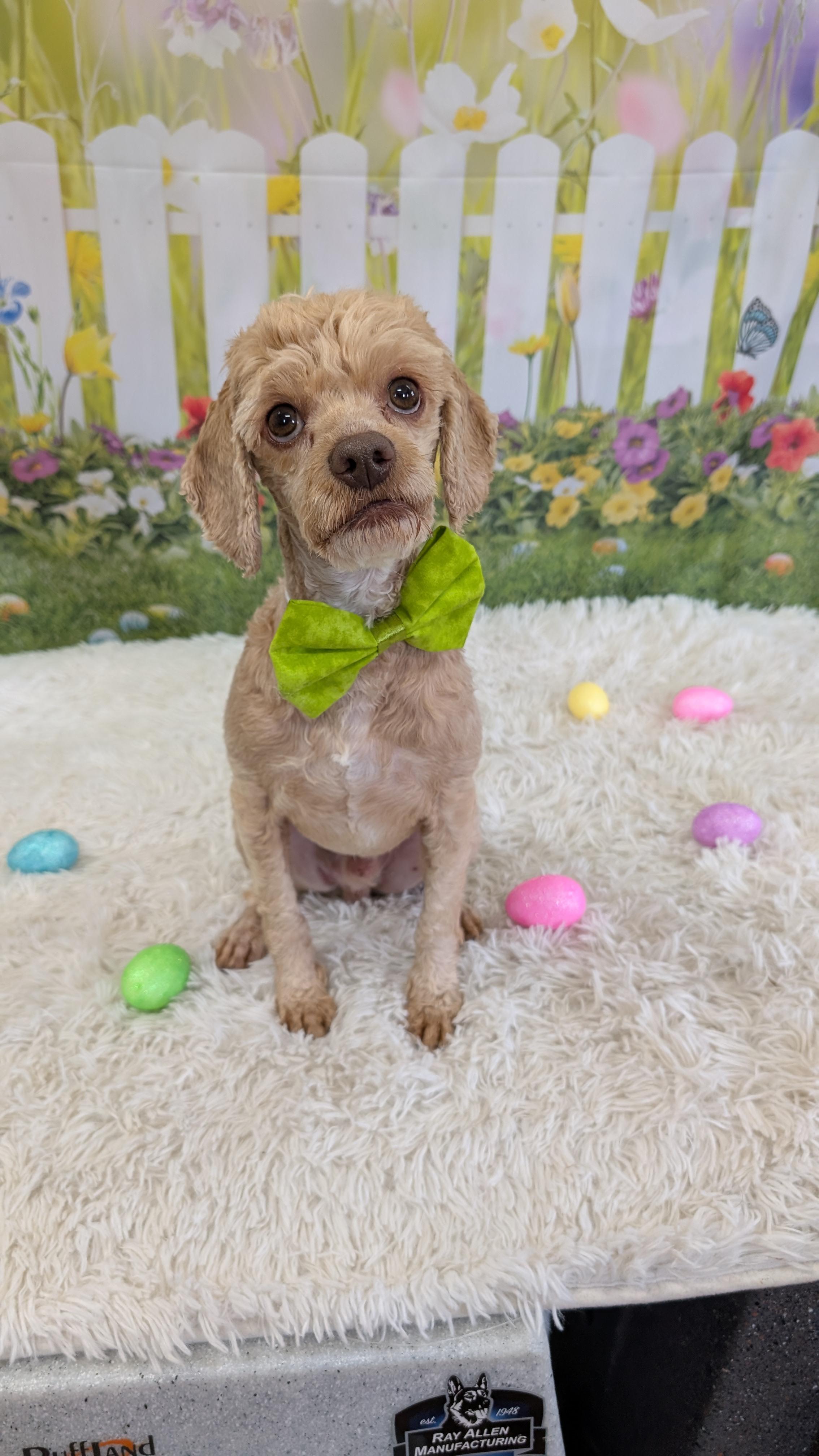 Enlarge Lucas, a ADOPTABLE Cockapoo in Sturgis, MI image 1/5
