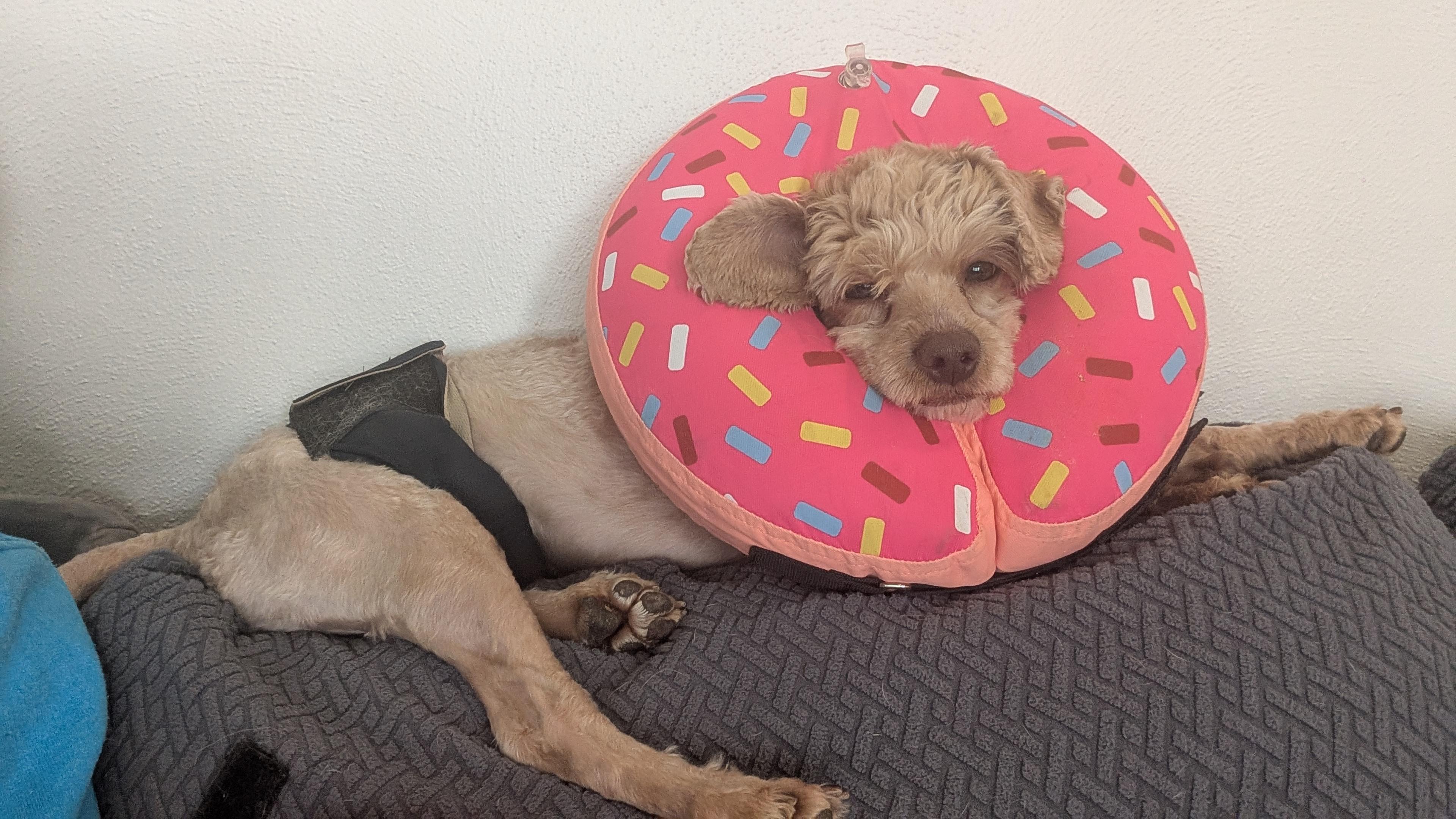 Enlarge Lucas, a ADOPTABLE Cockapoo in Sturgis, MI image 2/5