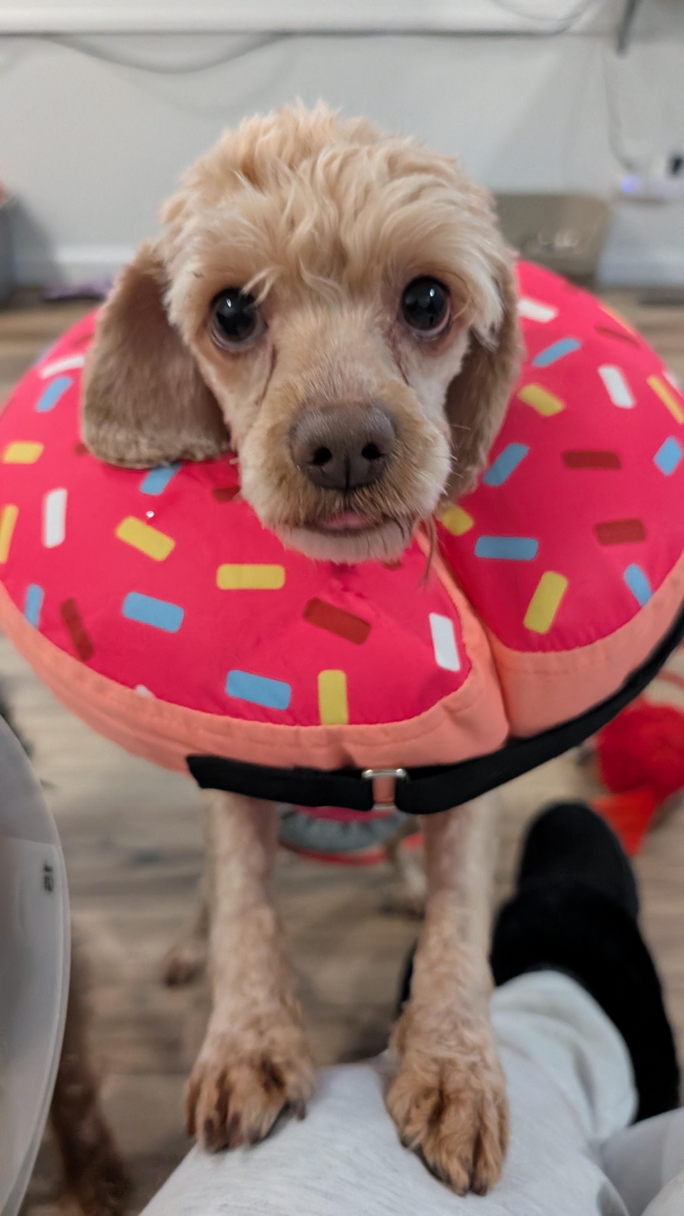 Enlarge Lucas, a ADOPTABLE Cockapoo in Sturgis, MI image 3/5
