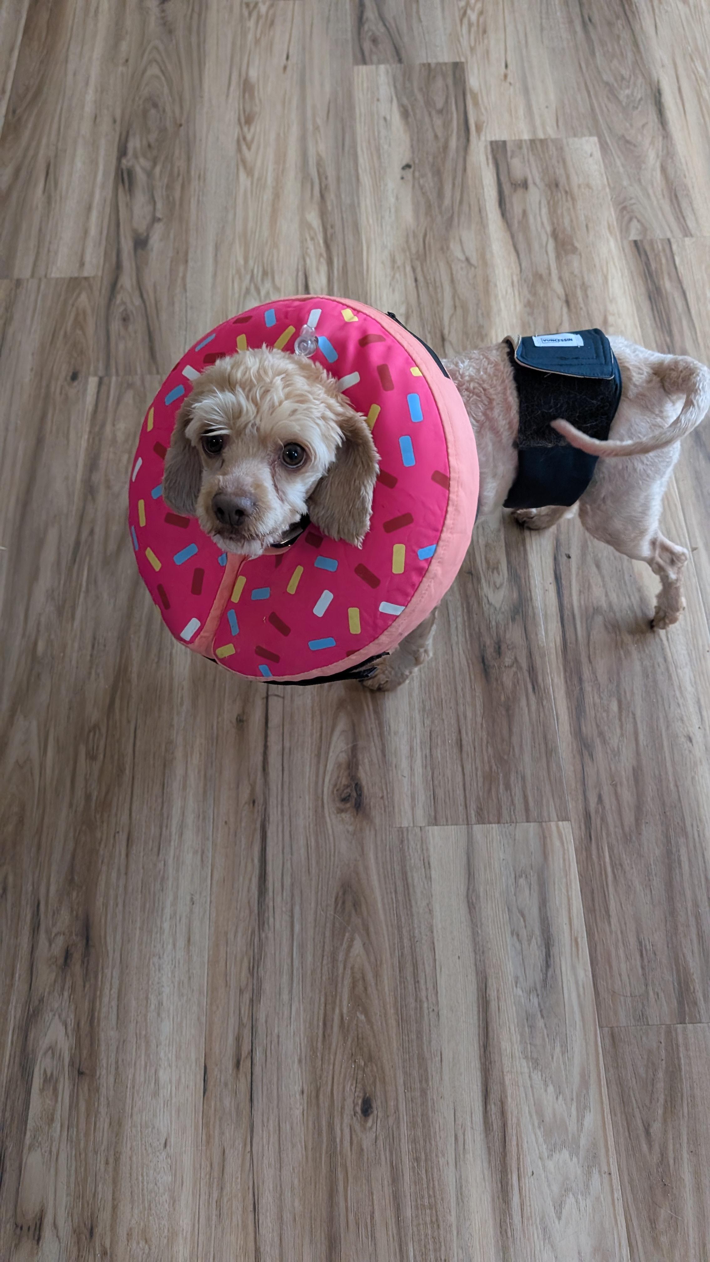 Enlarge Lucas, a ADOPTABLE Cockapoo in Sturgis, MI image 4/5