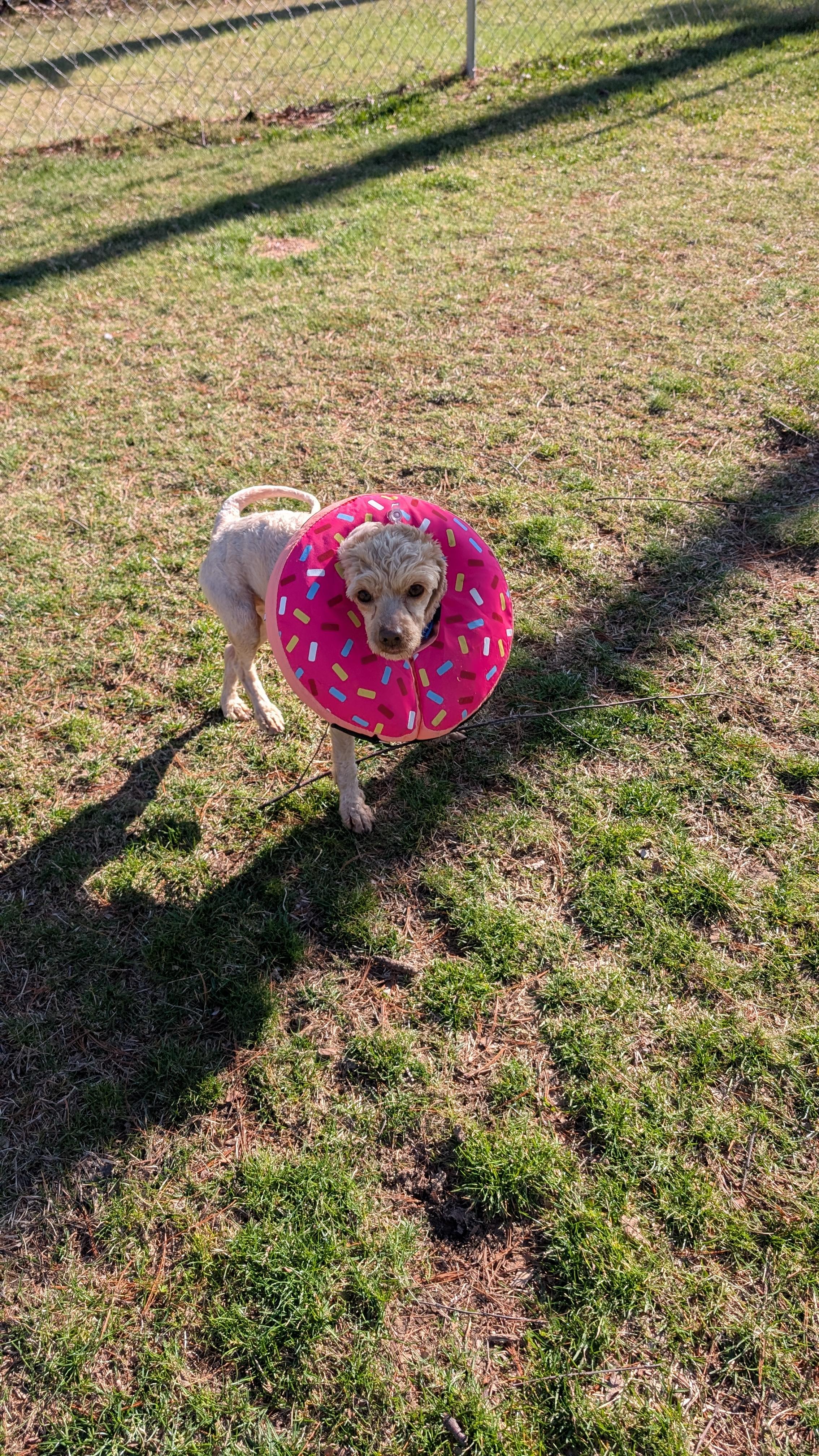 Enlarge Lucas, a ADOPTABLE Cockapoo in Sturgis, MI image 5/5