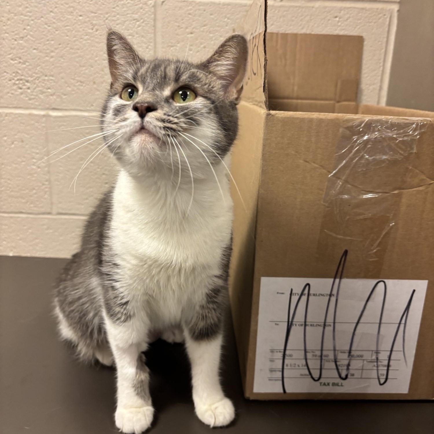 Almond CS-100/26, Adopted, Young Female Domestic Short Hair.