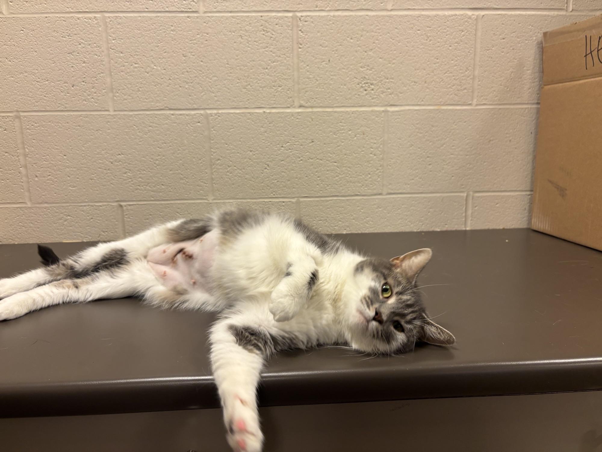 Enlarge Almond CS-100/26, a Adopted Domestic Short Hair in Burlington, ON image 2/3
