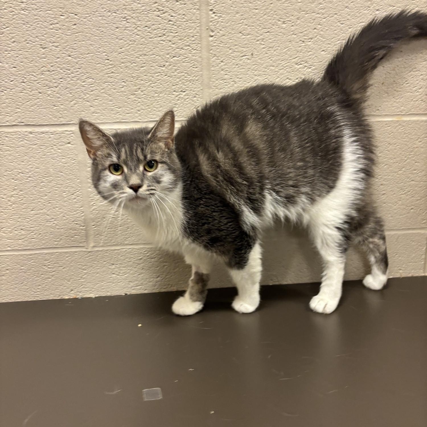 Enlarge Almond CS-100/26, a Adopted Domestic Short Hair in Burlington, ON image 3/3