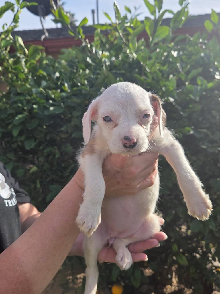 Yale, Adoptable, Puppy Female Pit Bull Terrier & Poodle.